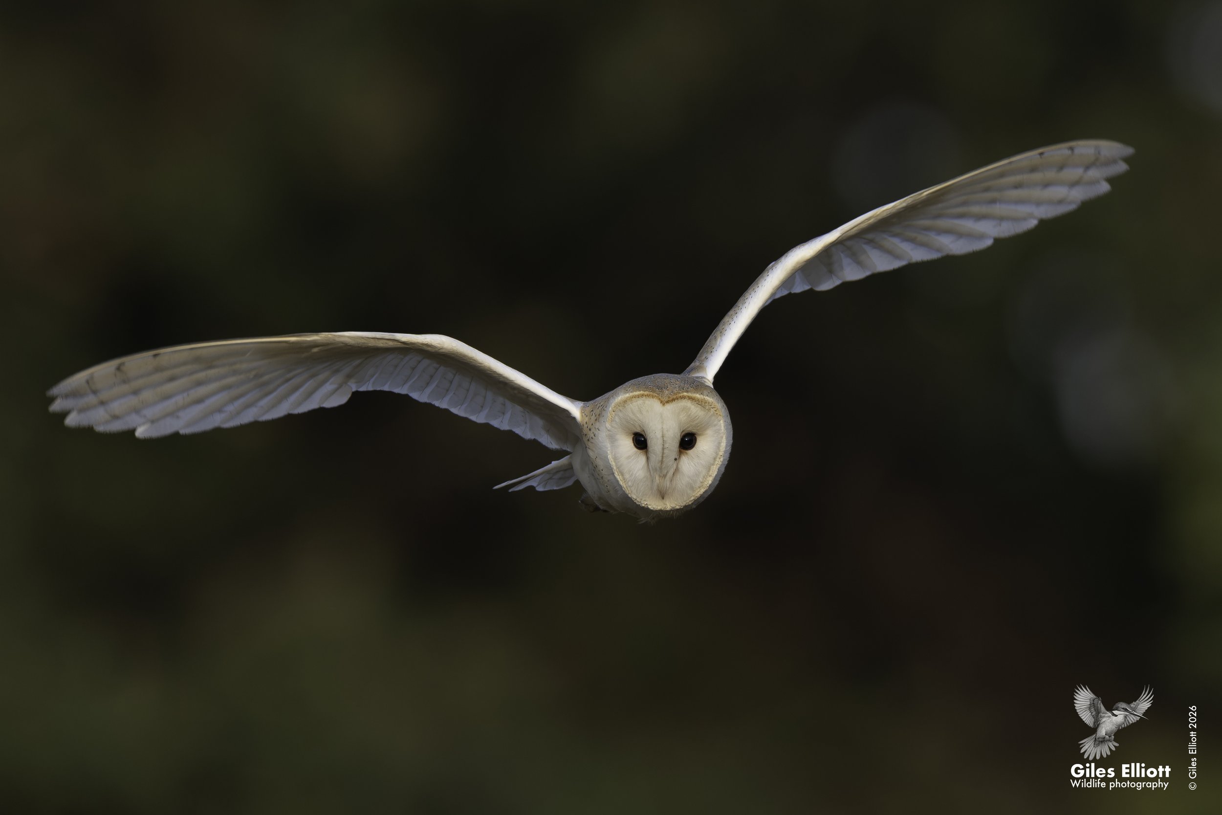Barn owl