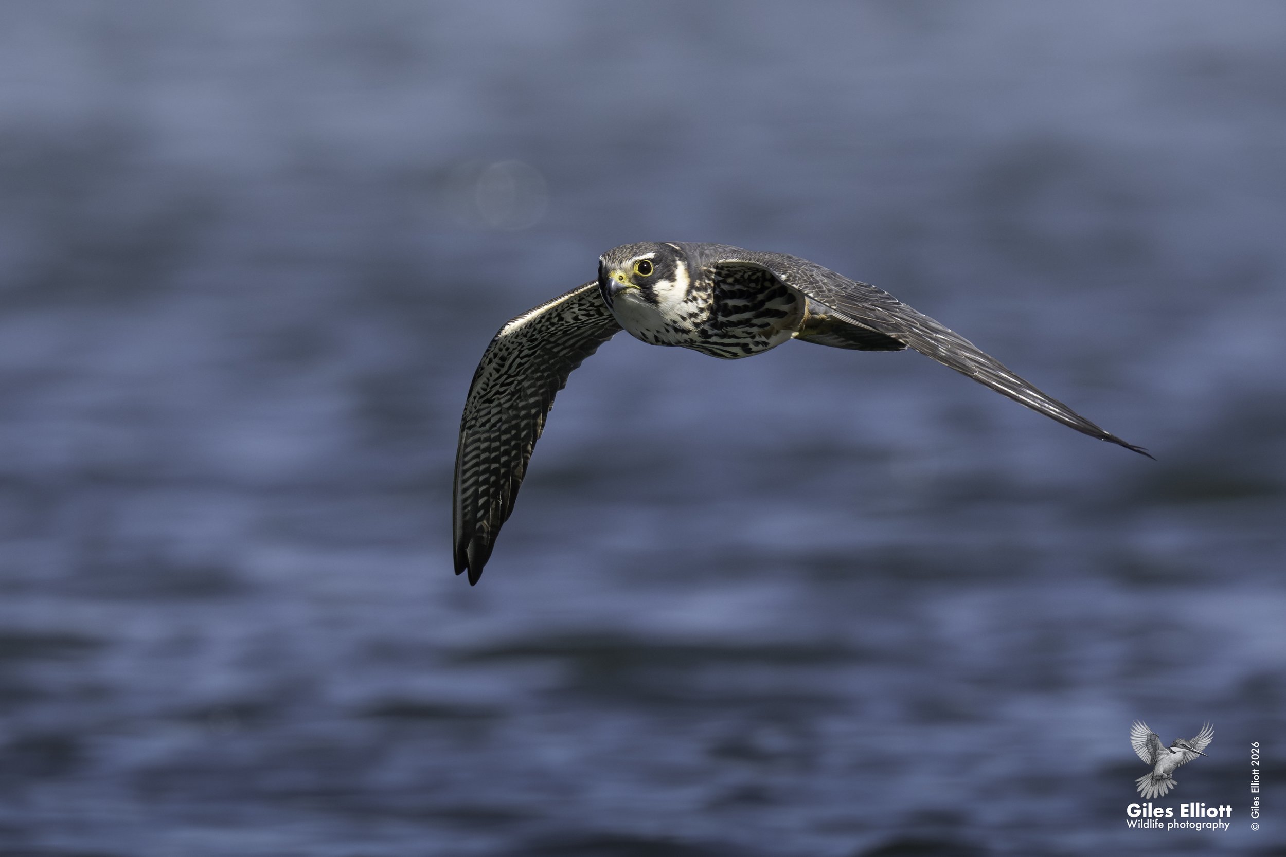Hobby