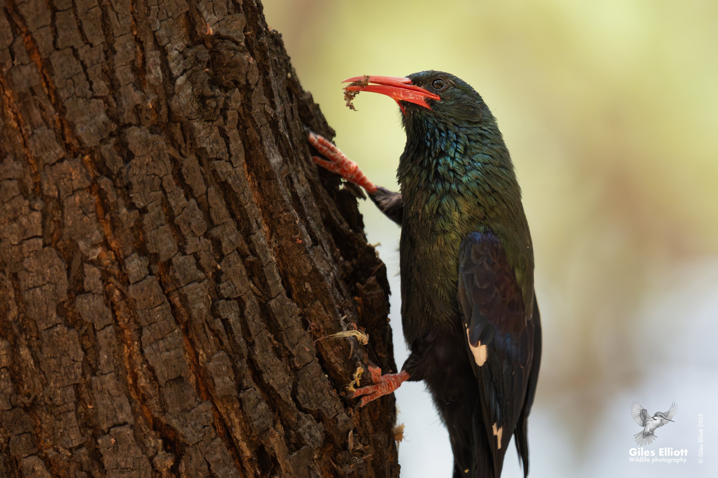 wood hoopoe.jpg