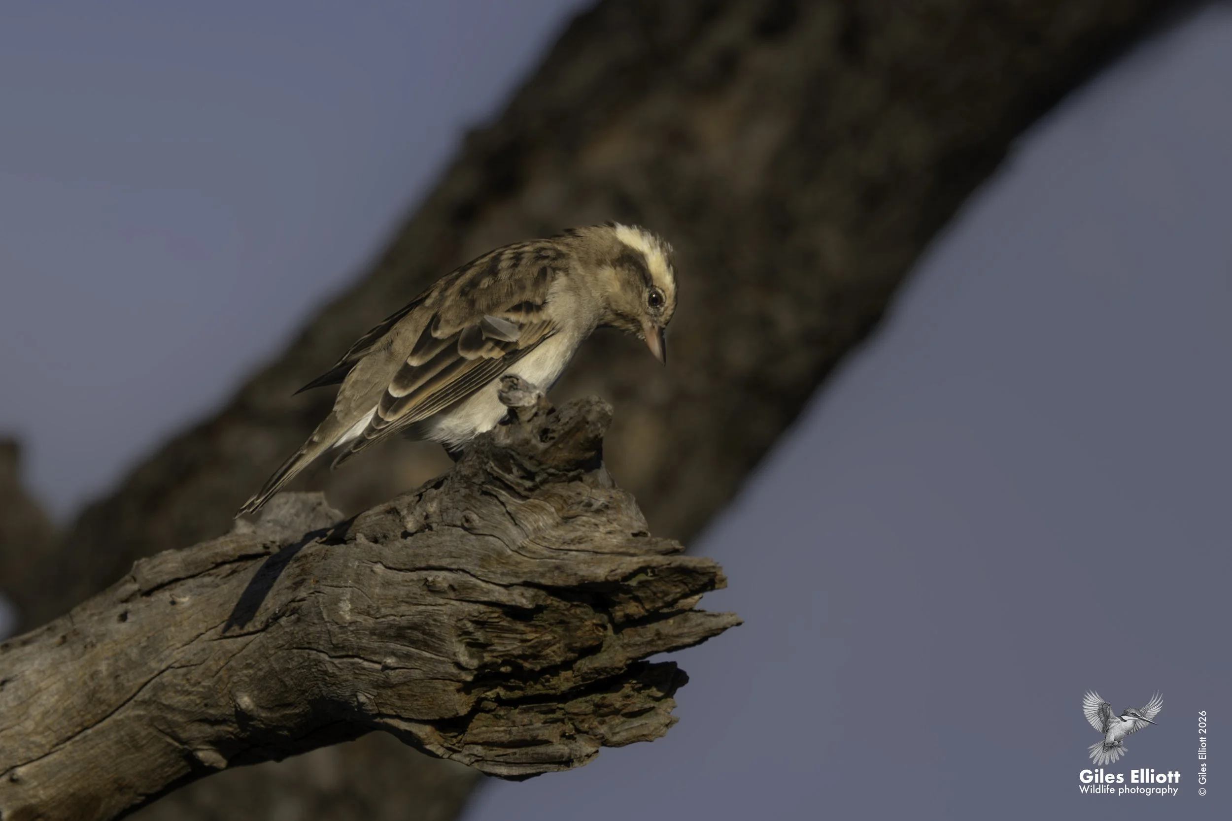 Yellow-throated bush sparrow