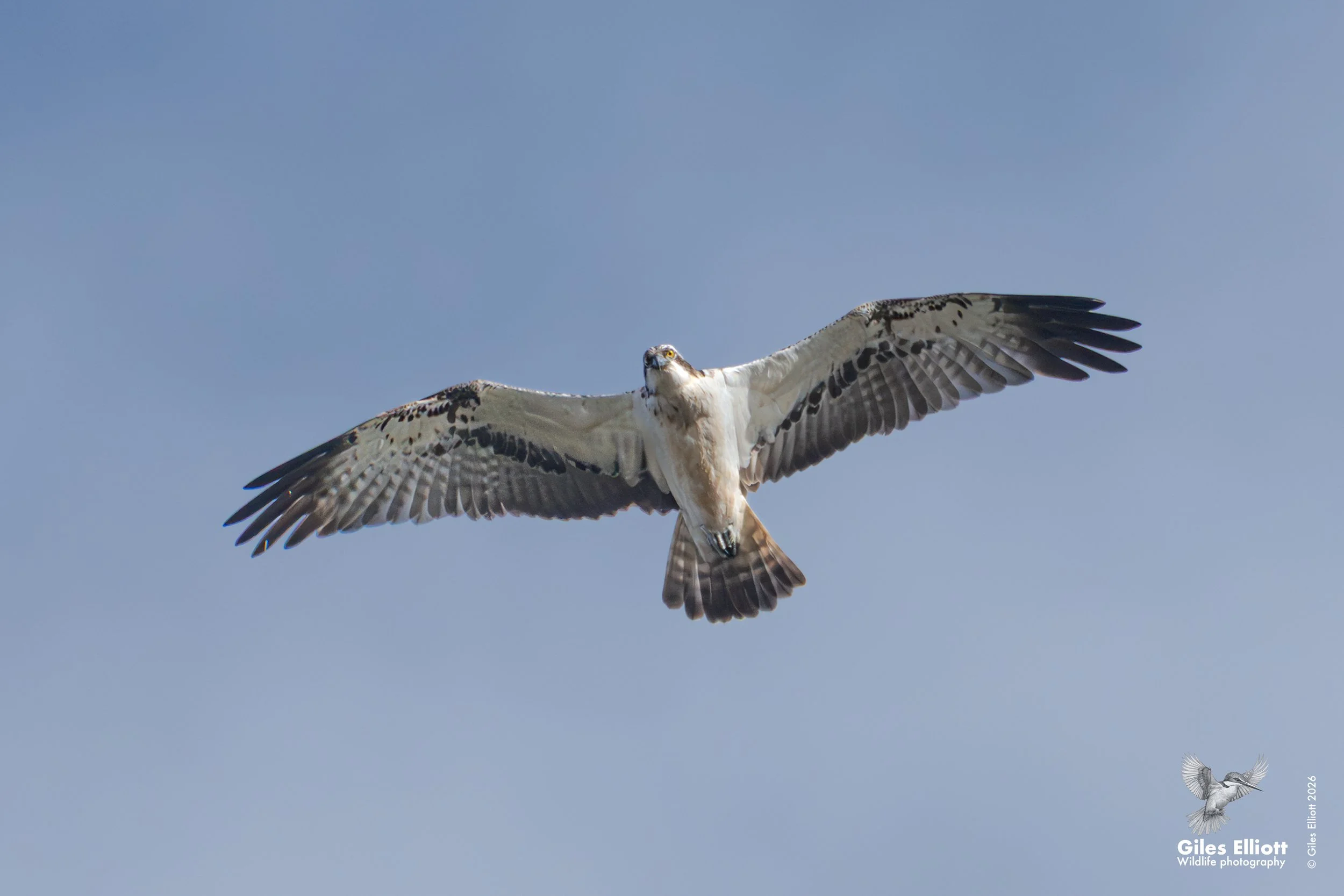 Osprey
