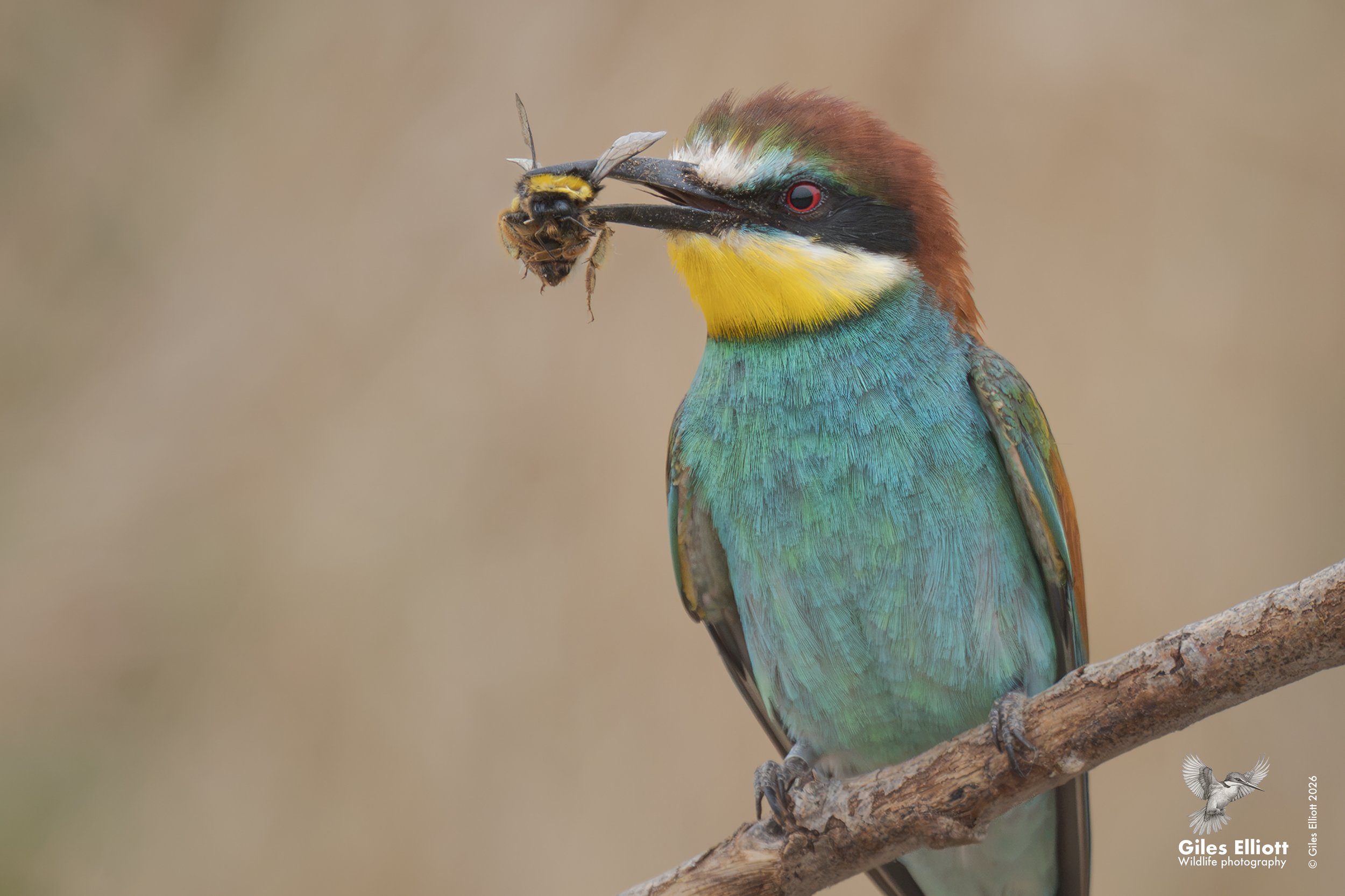 European bee-eater project