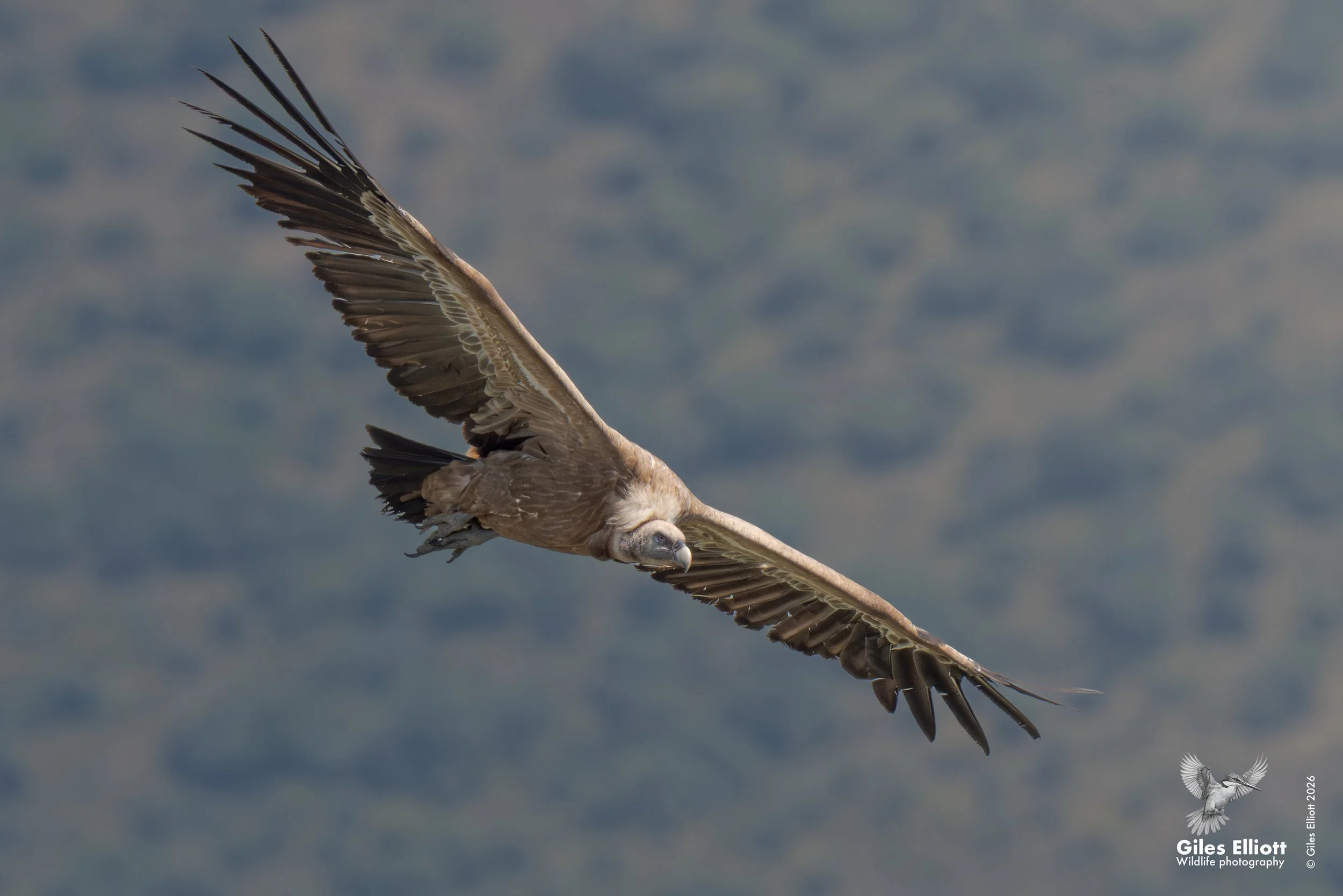 Griffon vulture