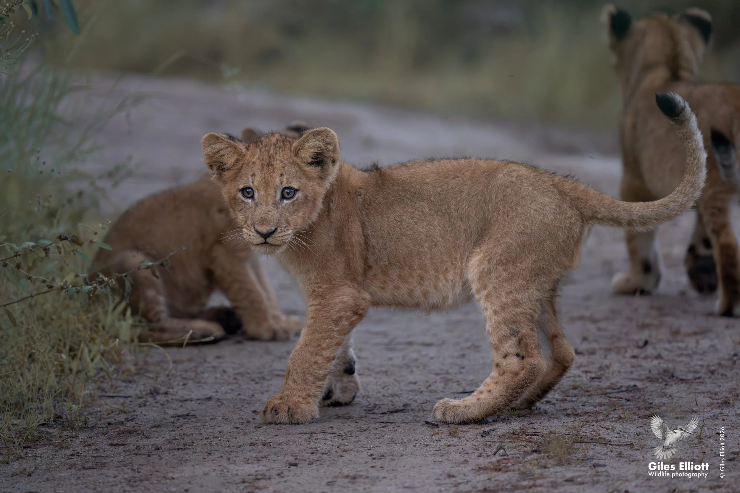 lion cub 9.jpg