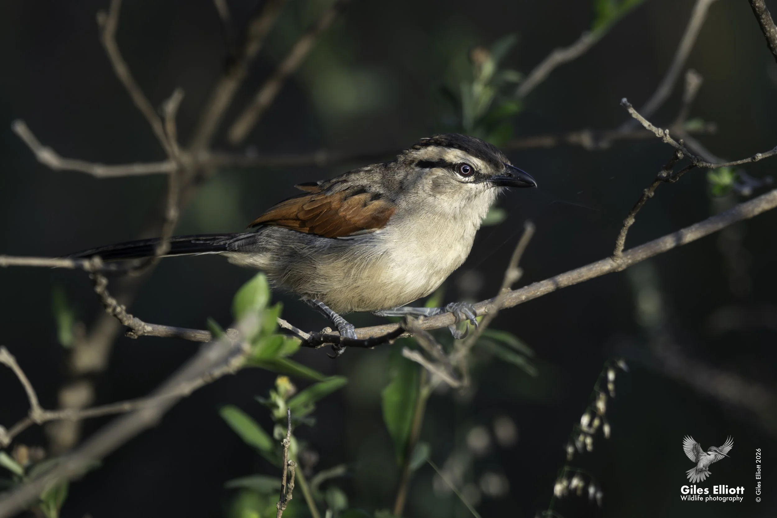 Black-crowned tchagra