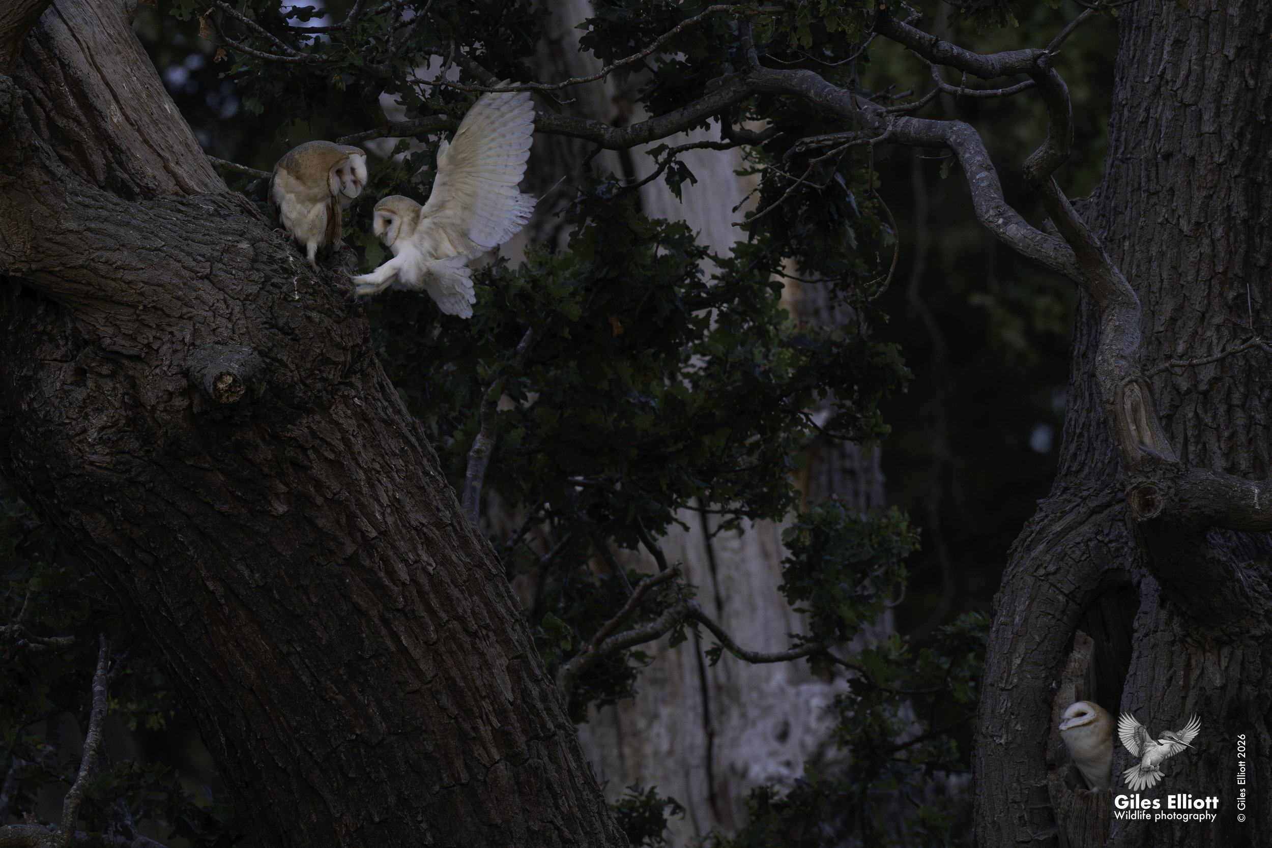Barn owl
