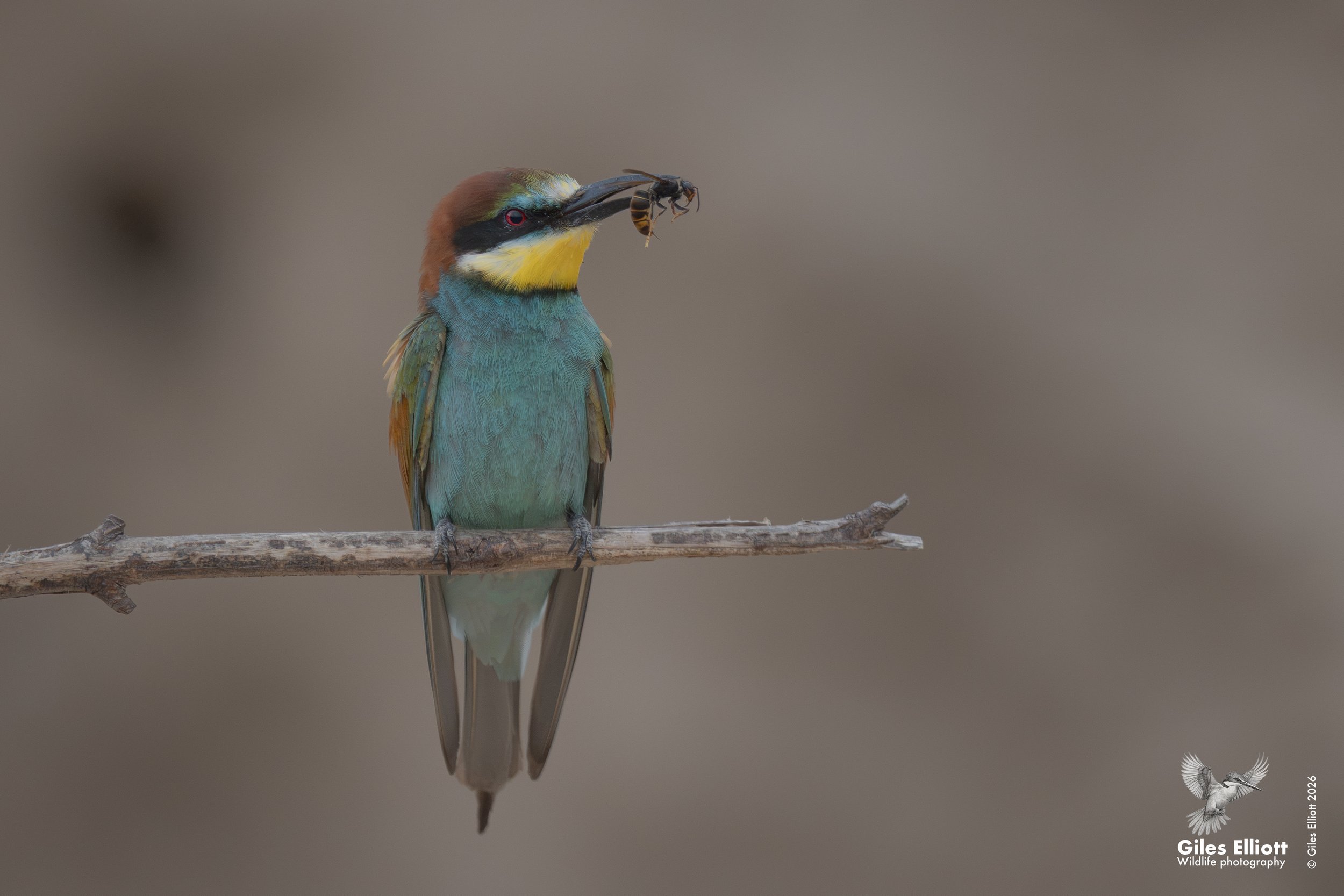 bee eaters 71.jpg