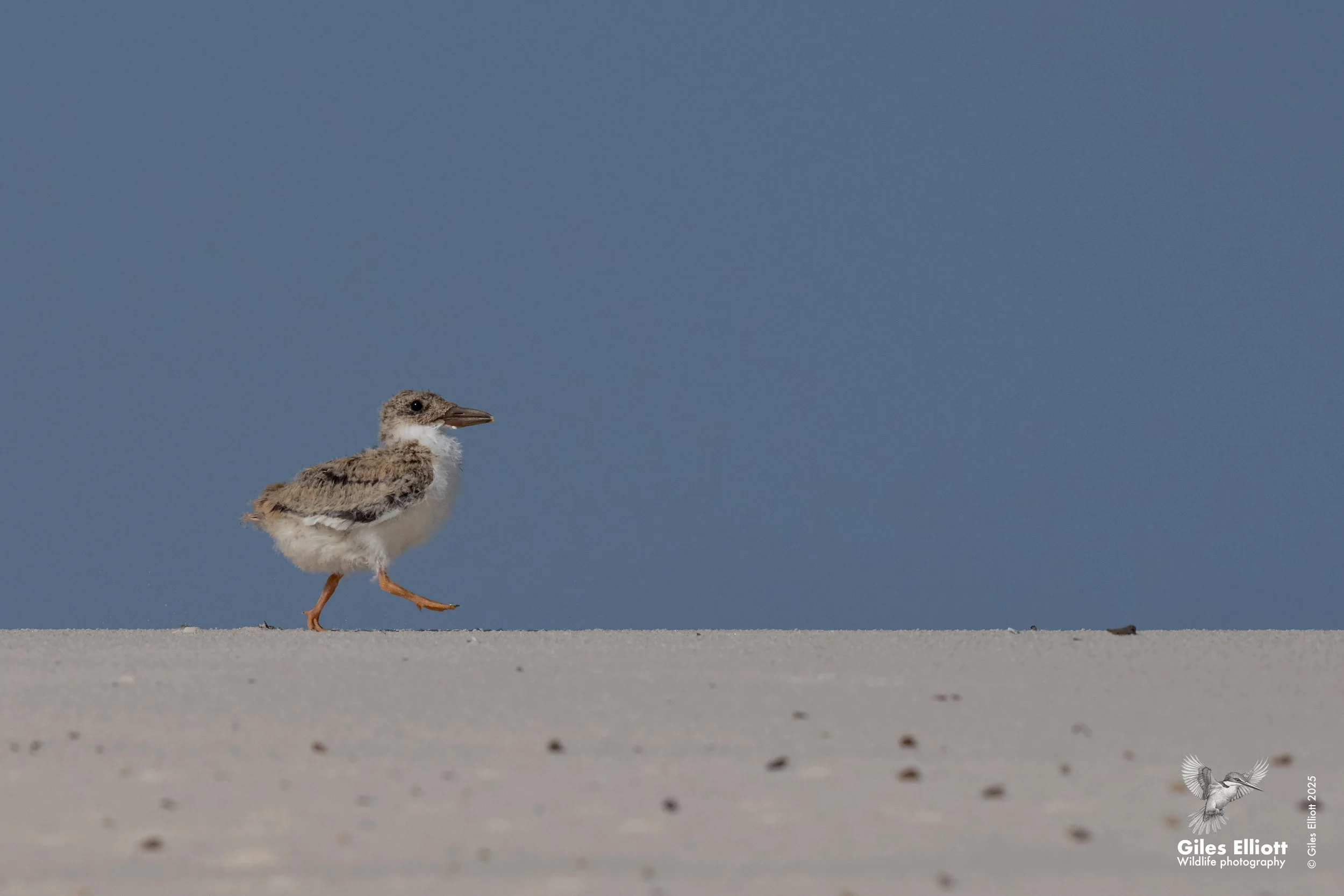 African skimmer