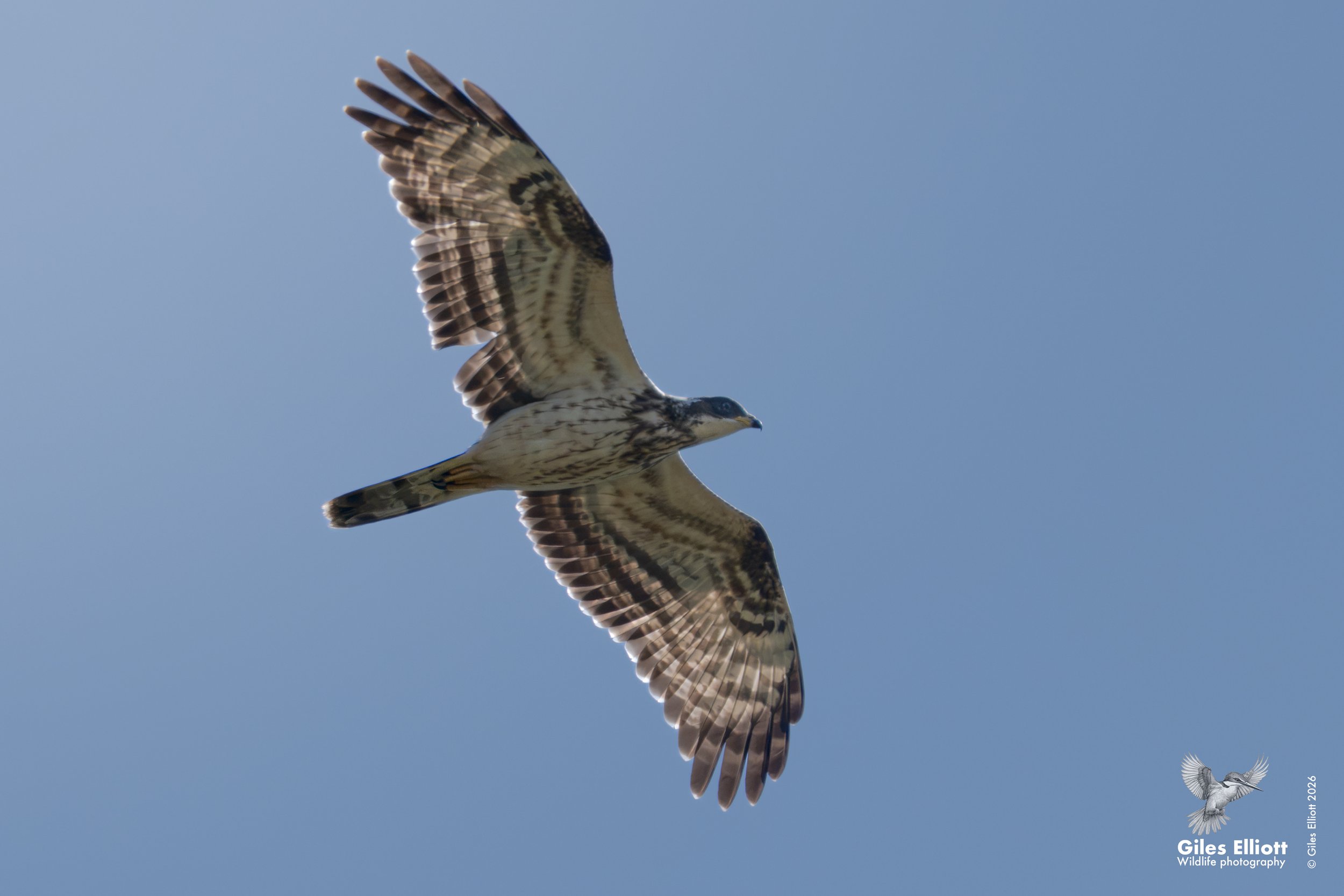 Honey buzzard