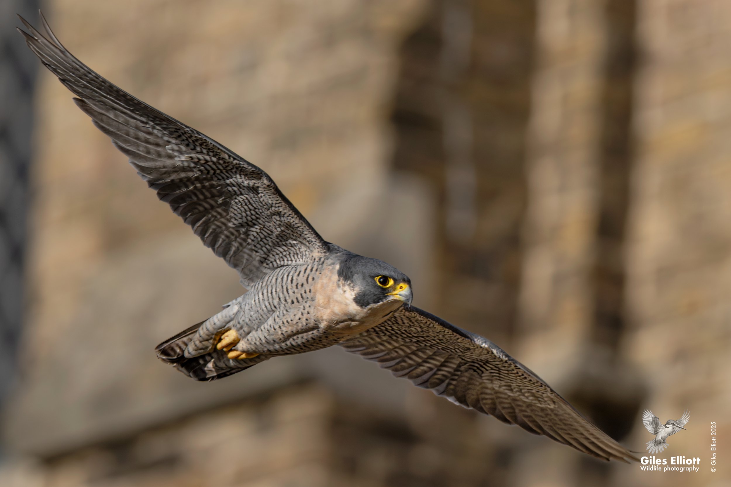 Peregrine Falcon. Thames Valley, UK. November 2025