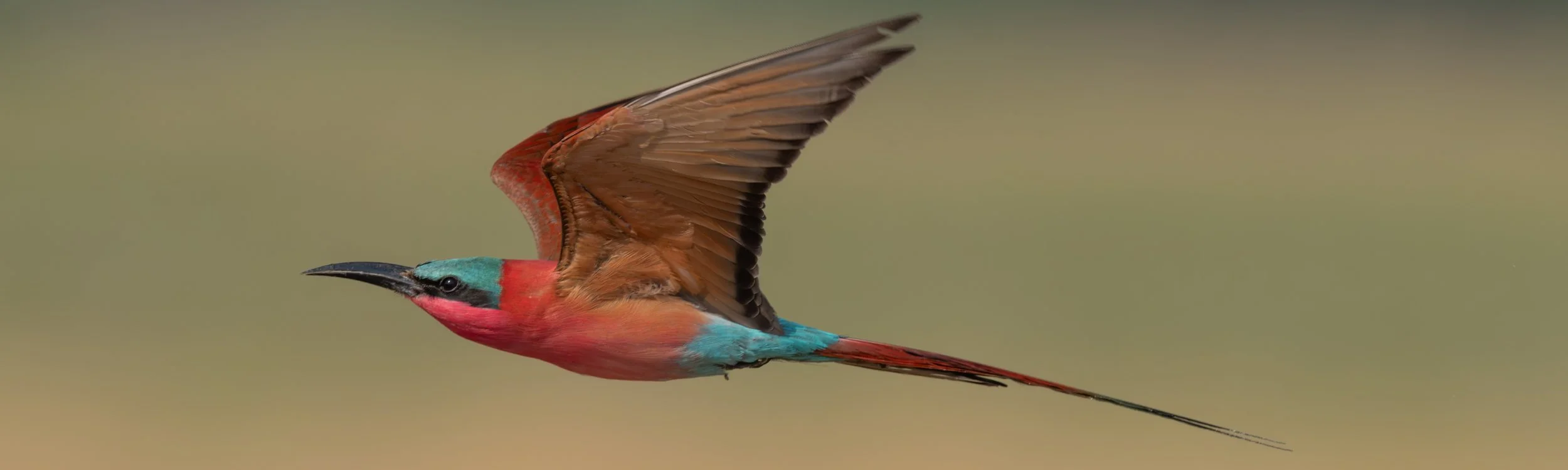 pano bee eater.jpg