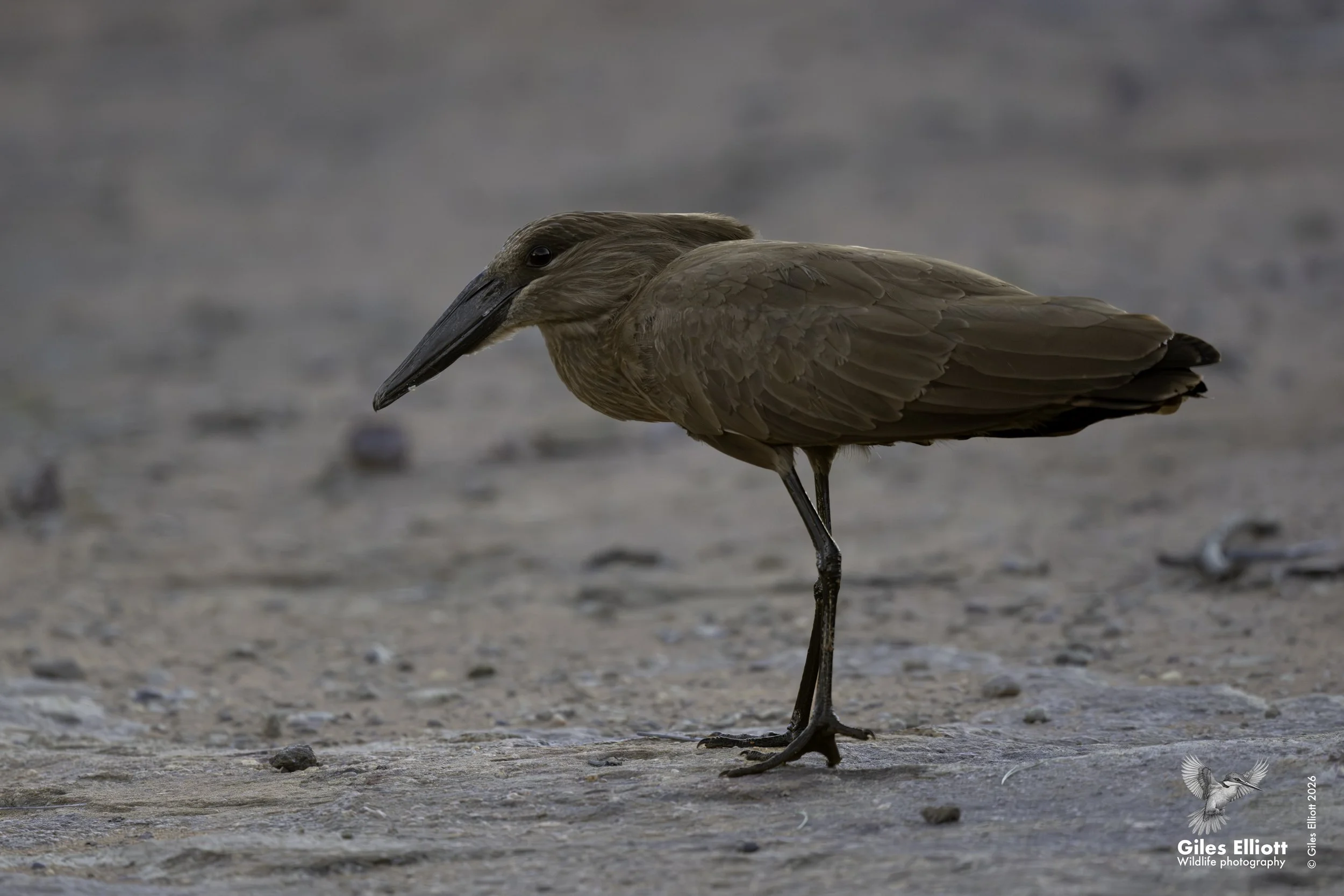 Hammerkop