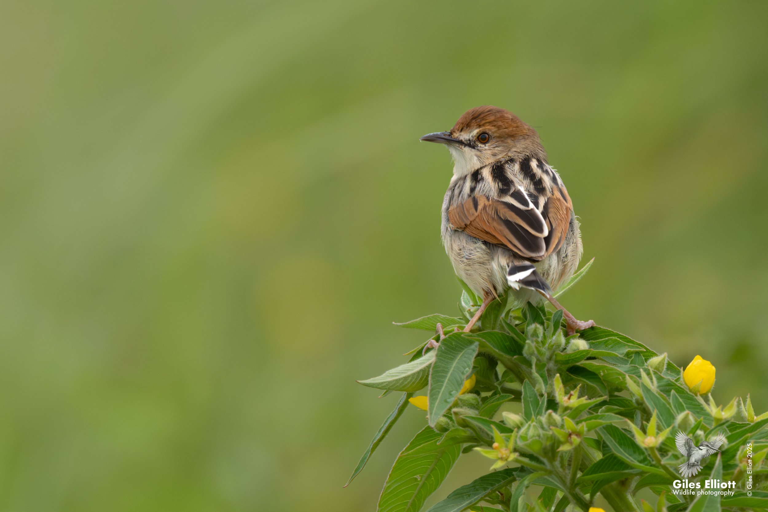 Luapula Cisticola