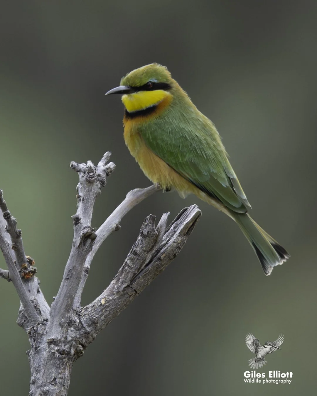 Little bee-eater