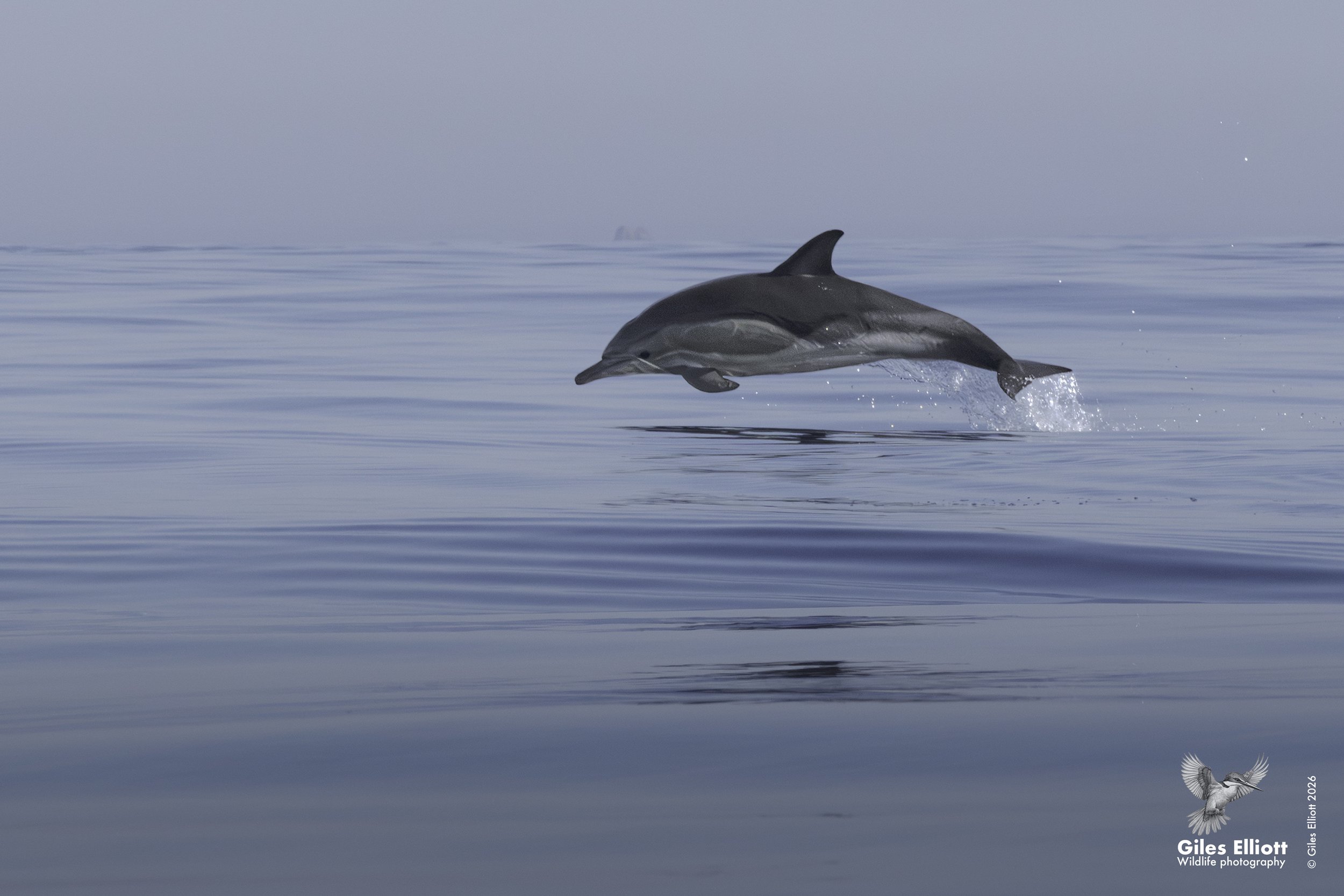 Common dolphin