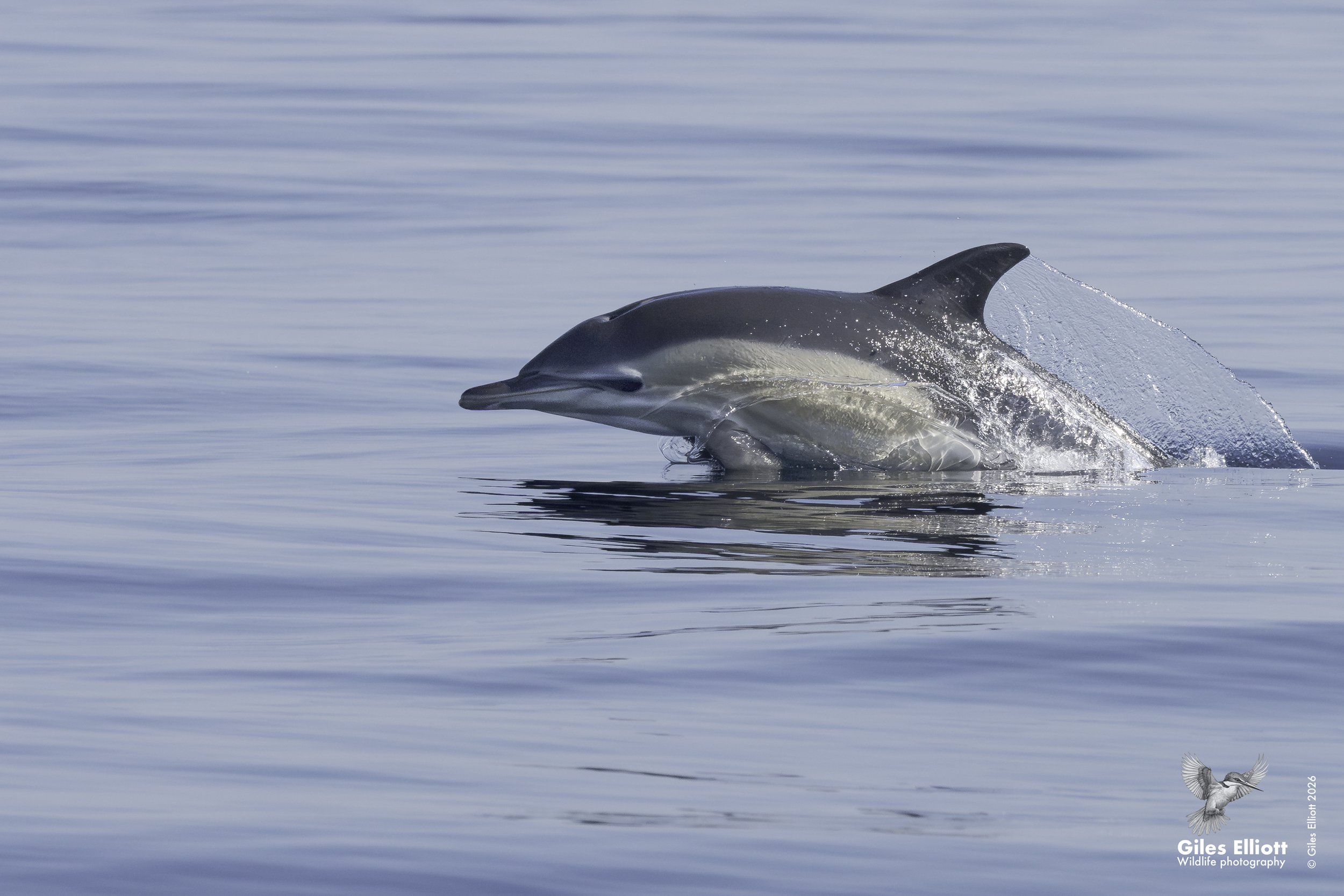 Common dolphin