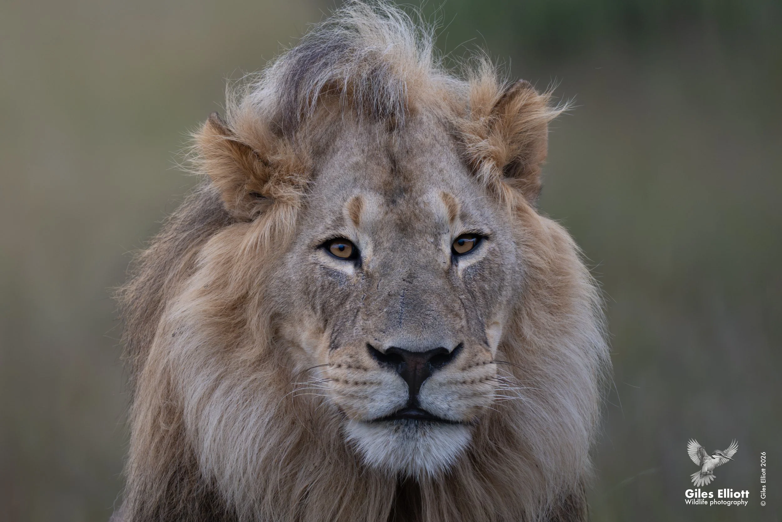 African lion