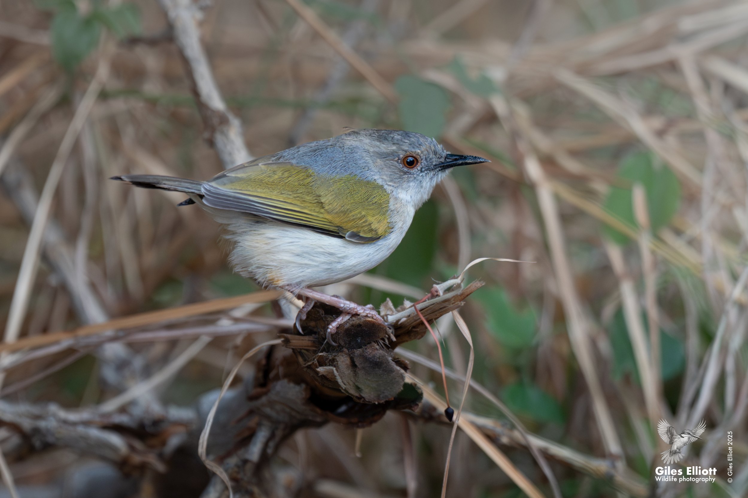 Grey-backed camaroptera