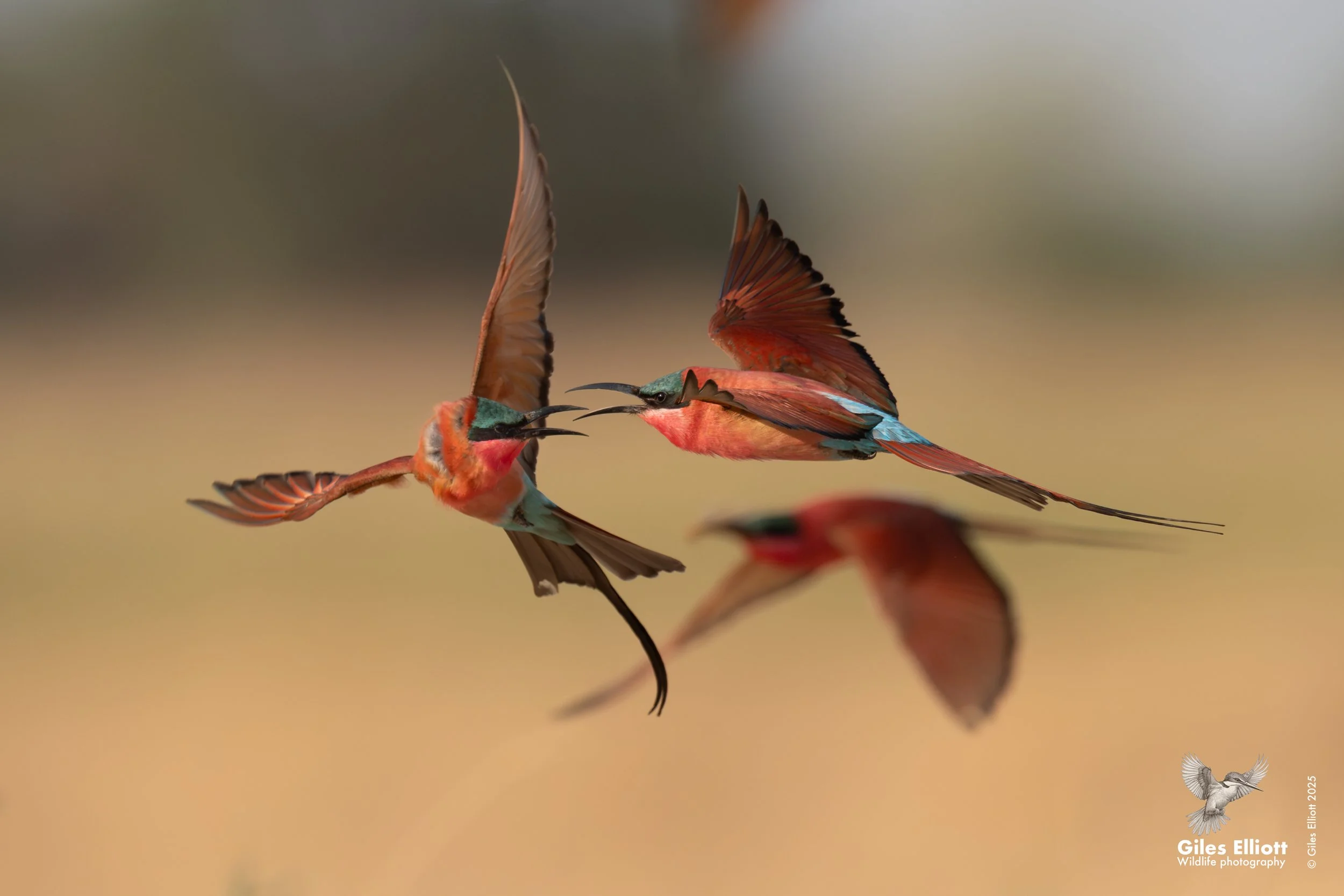 Southern Carmine Bee-eater