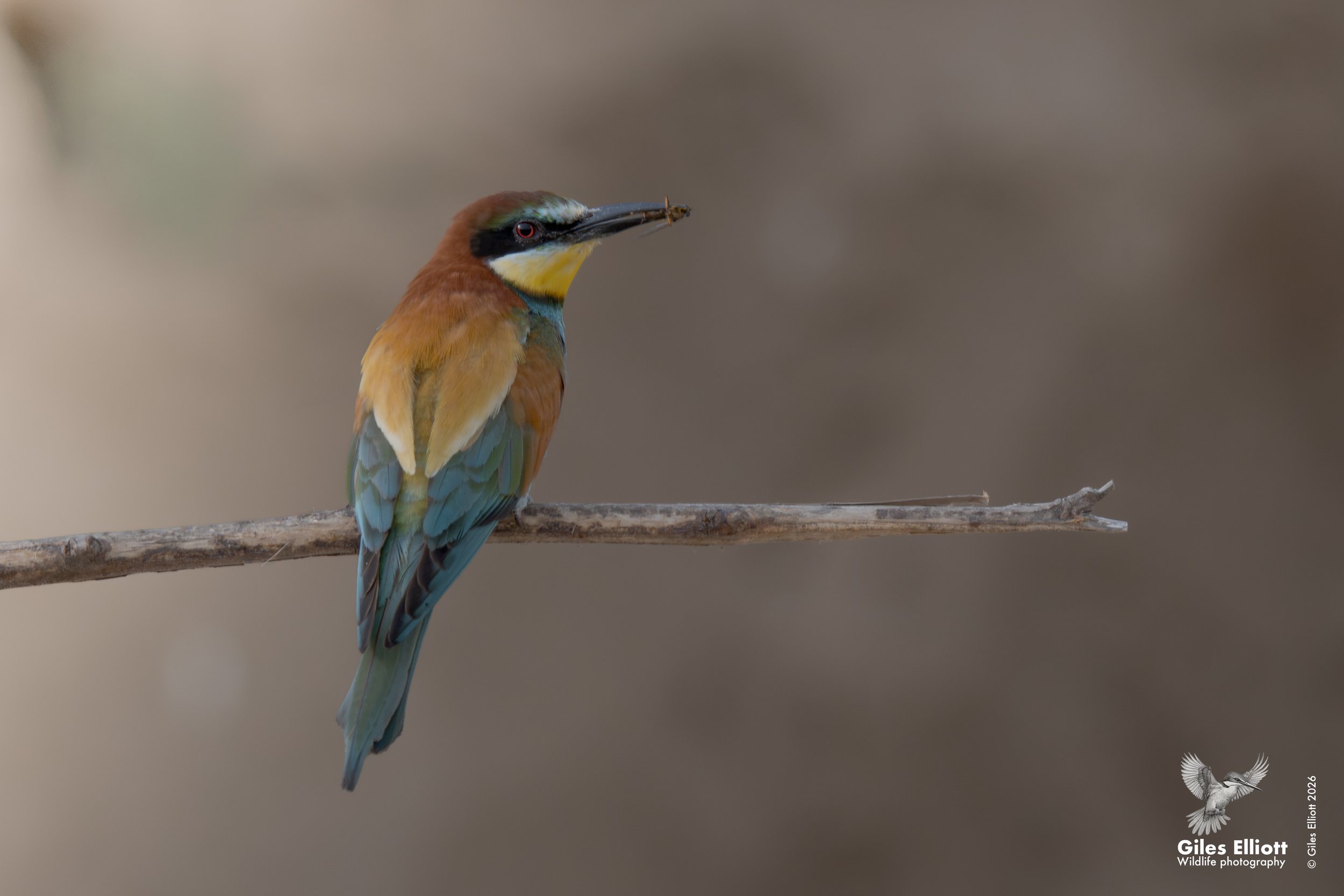 bee eaters 43.jpg