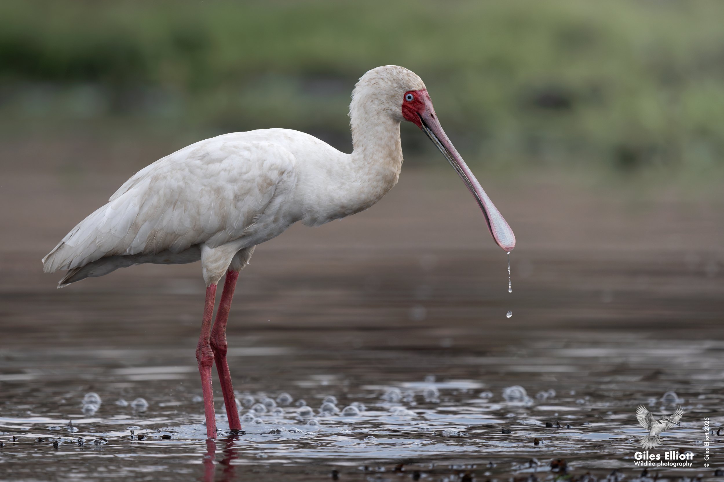 spoonbill.jpg