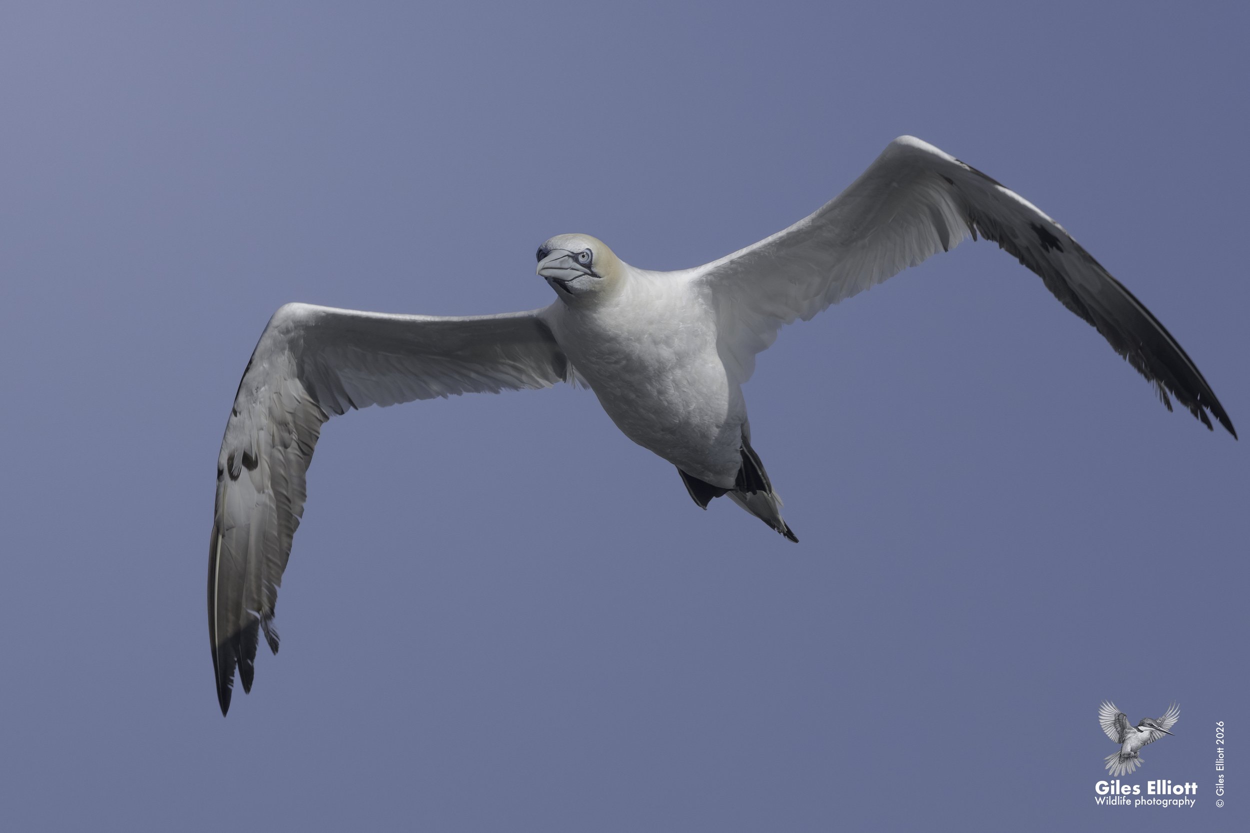 Northern gannet