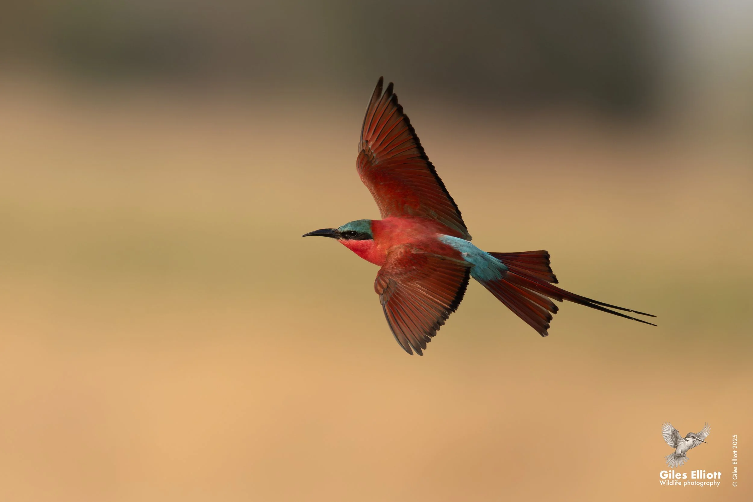 Southern Carmine Bee-eater