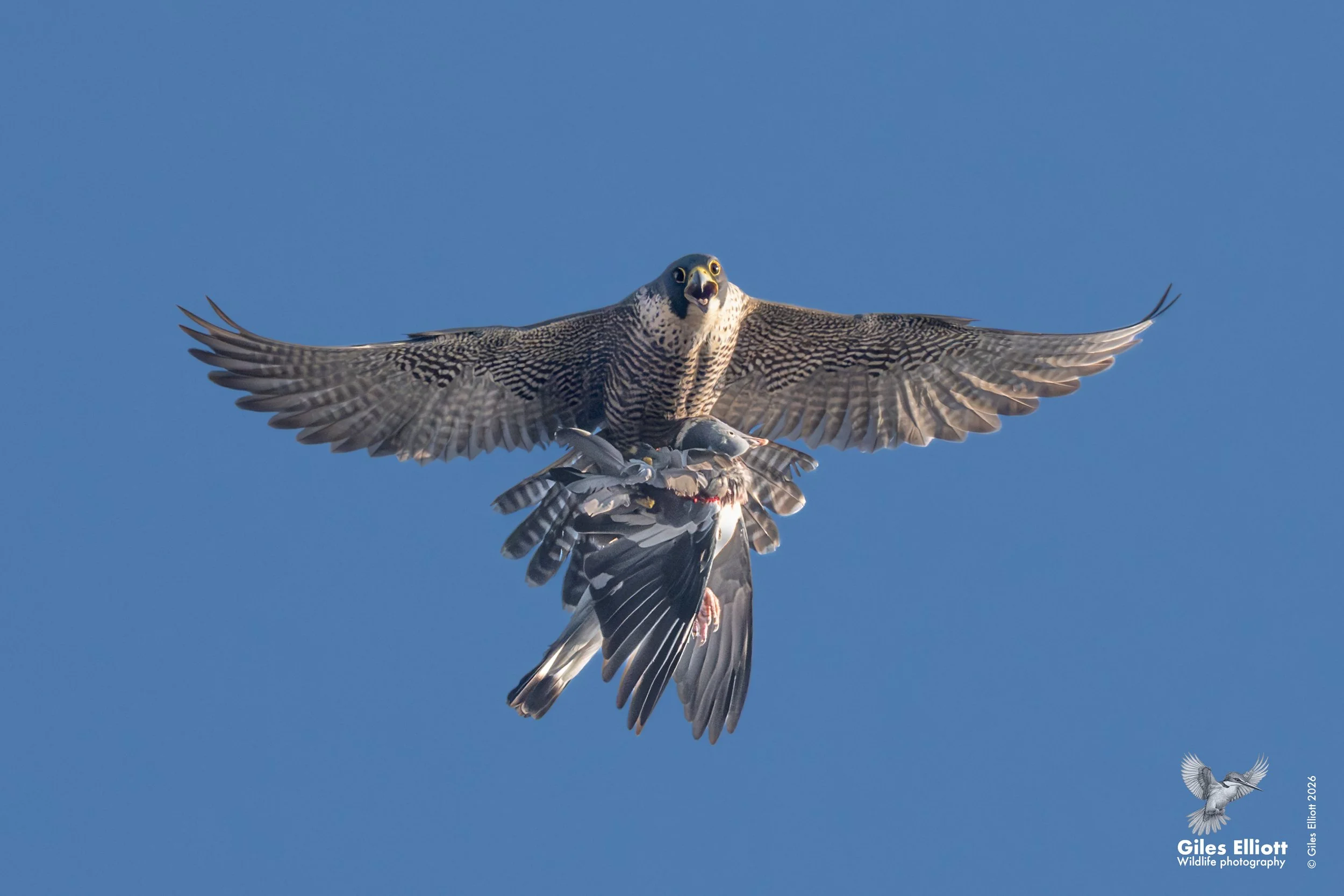 perry with prey Thursday.jpg