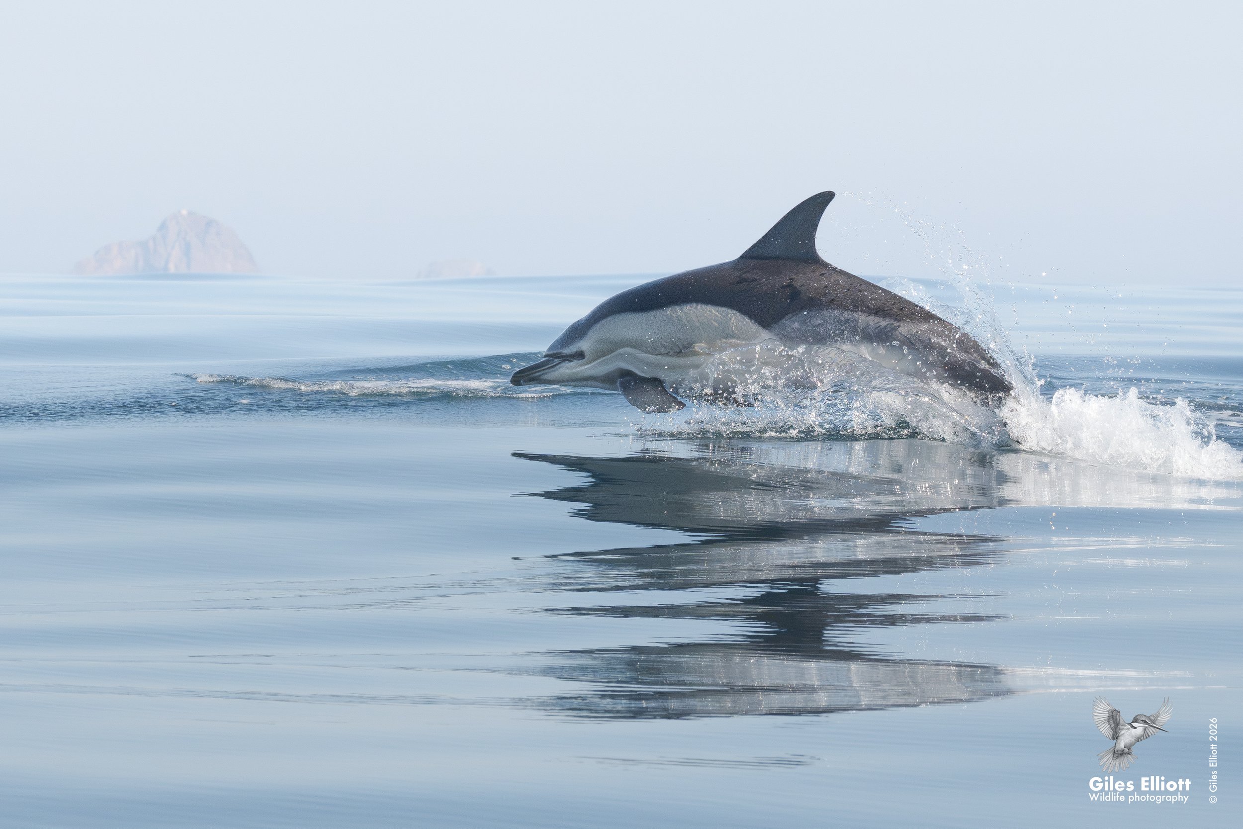 Common dolphin