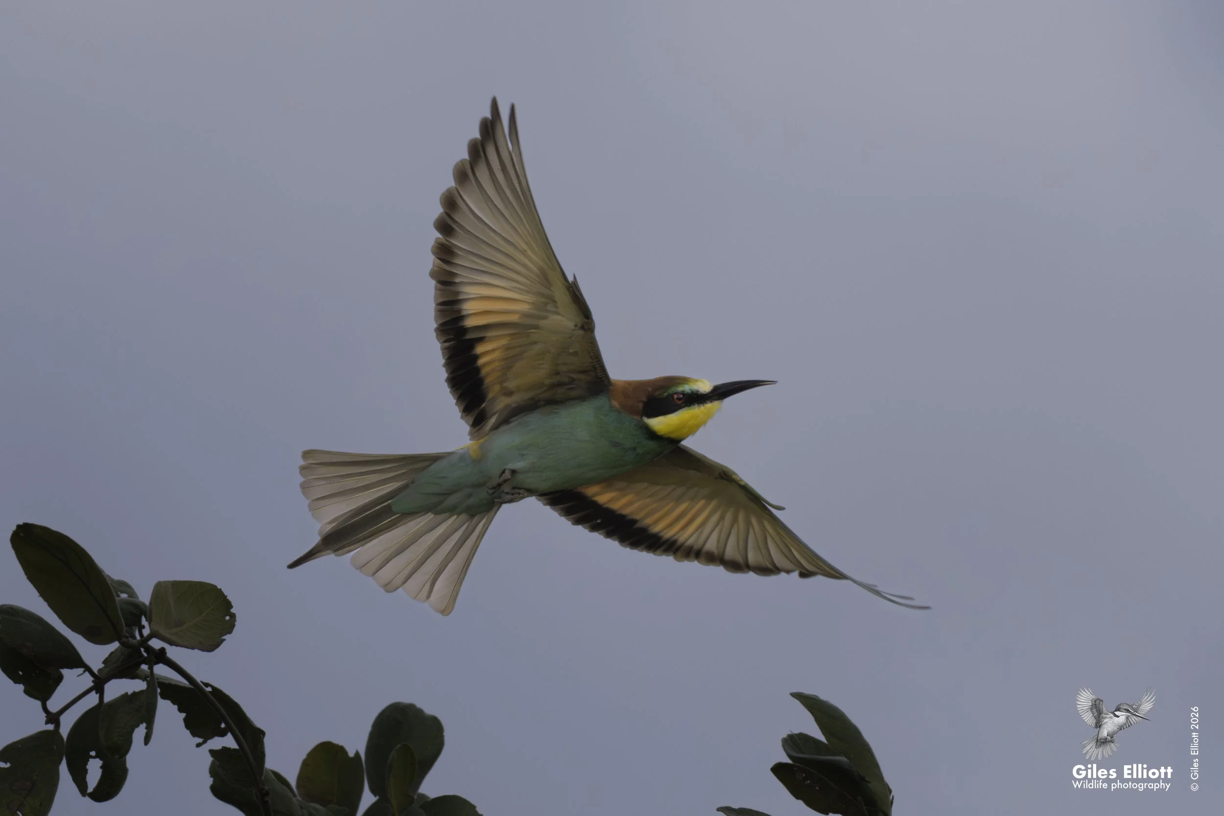 European bee-eater