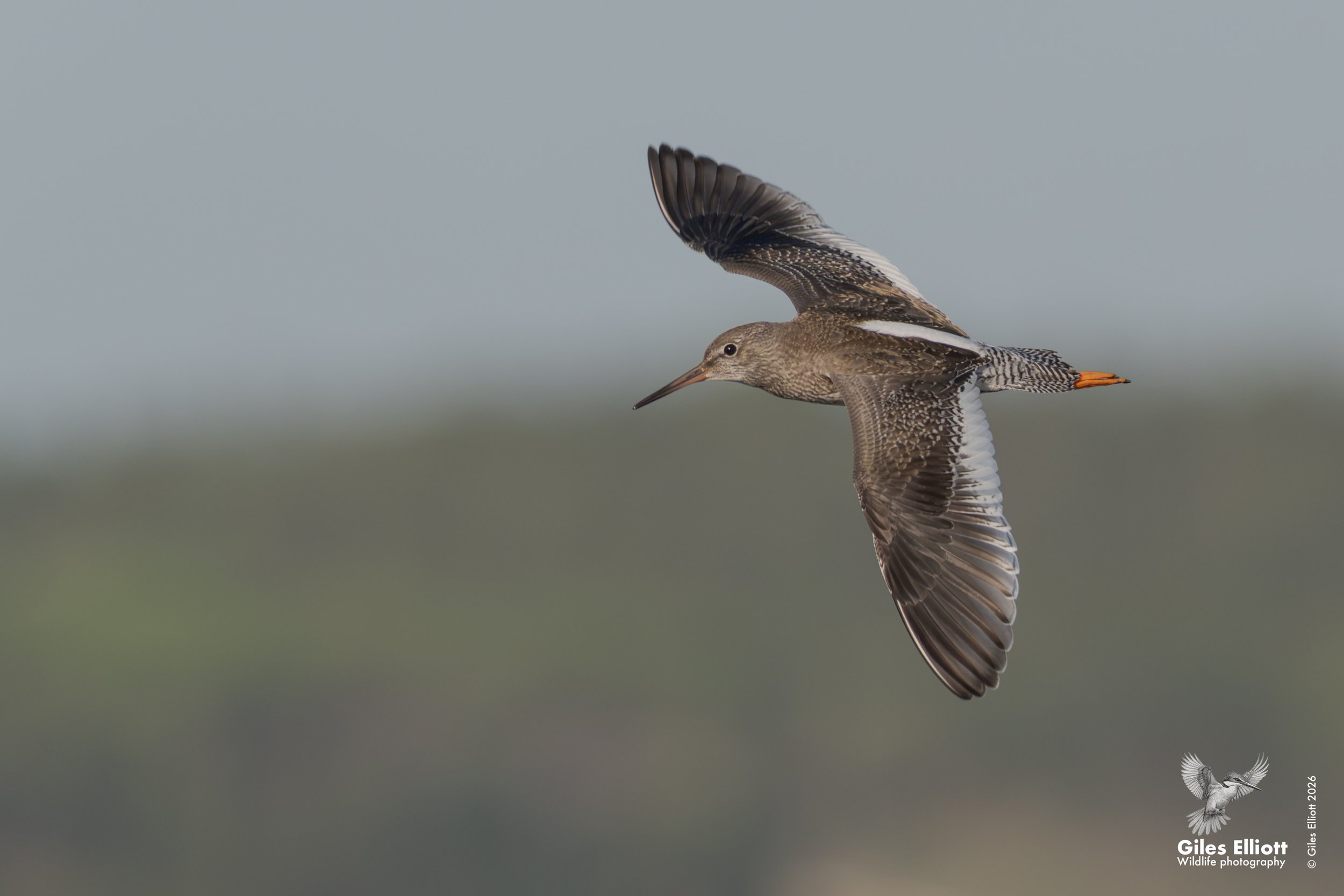 Redshank