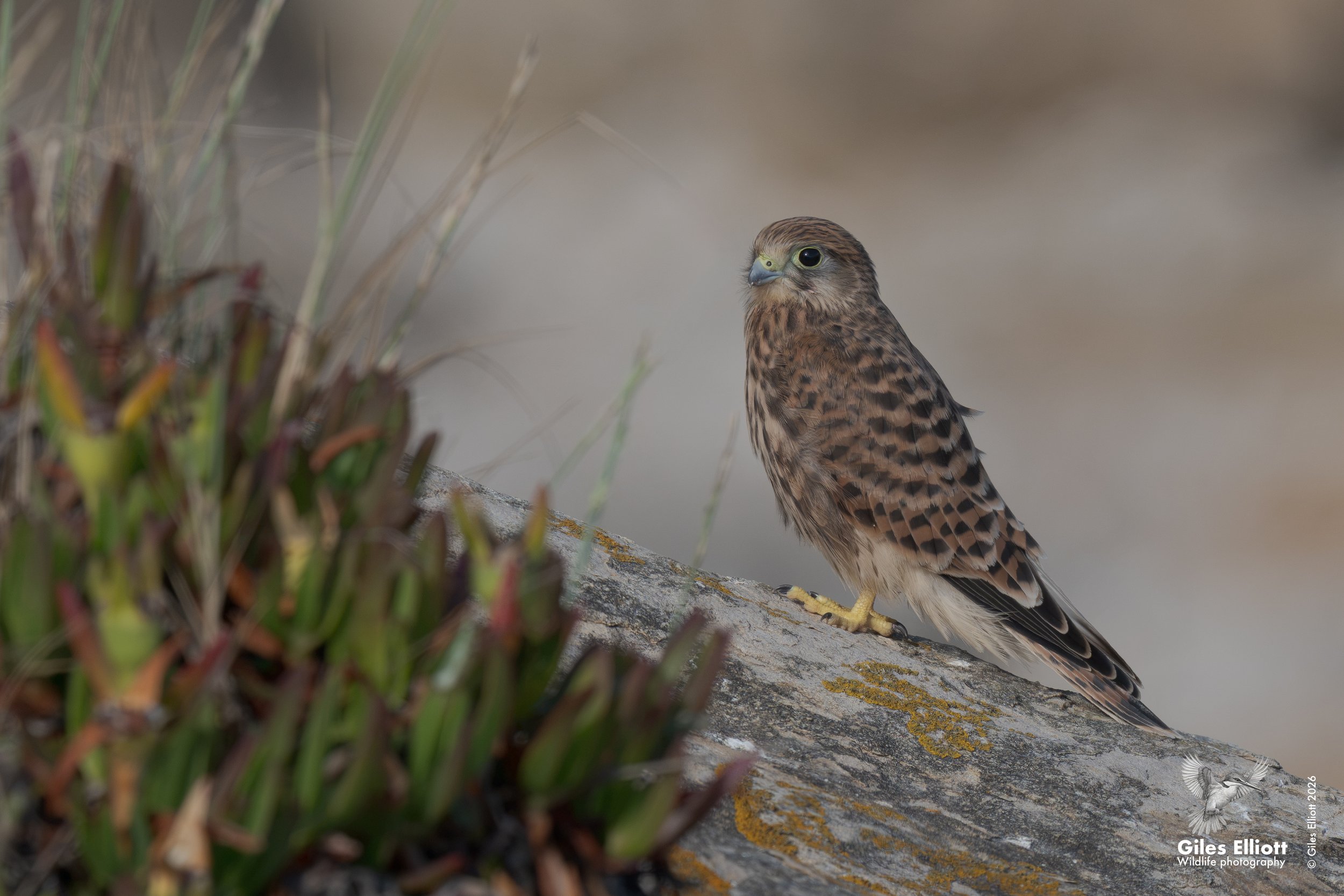 Kestrel