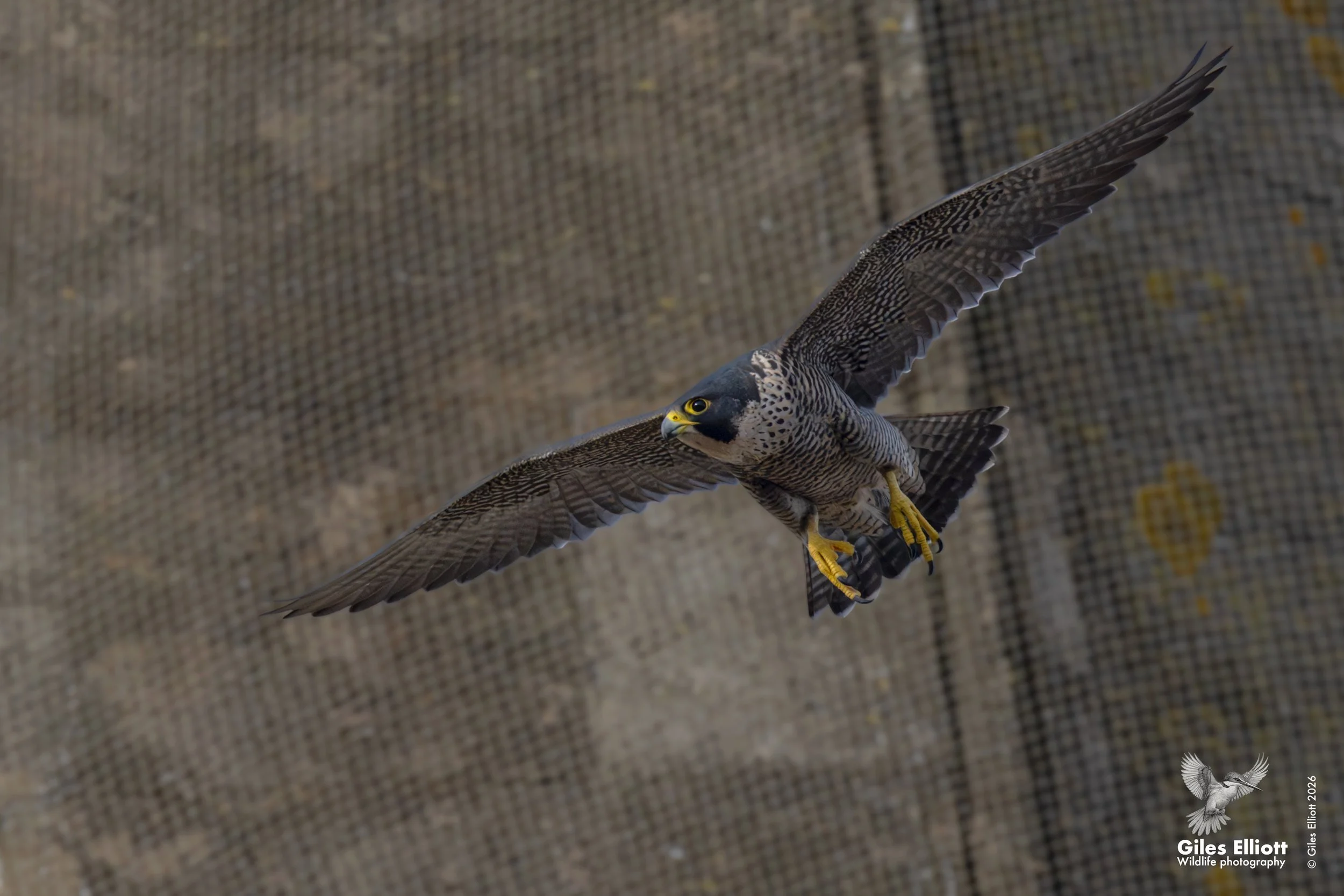 Peregrine falcon over spire