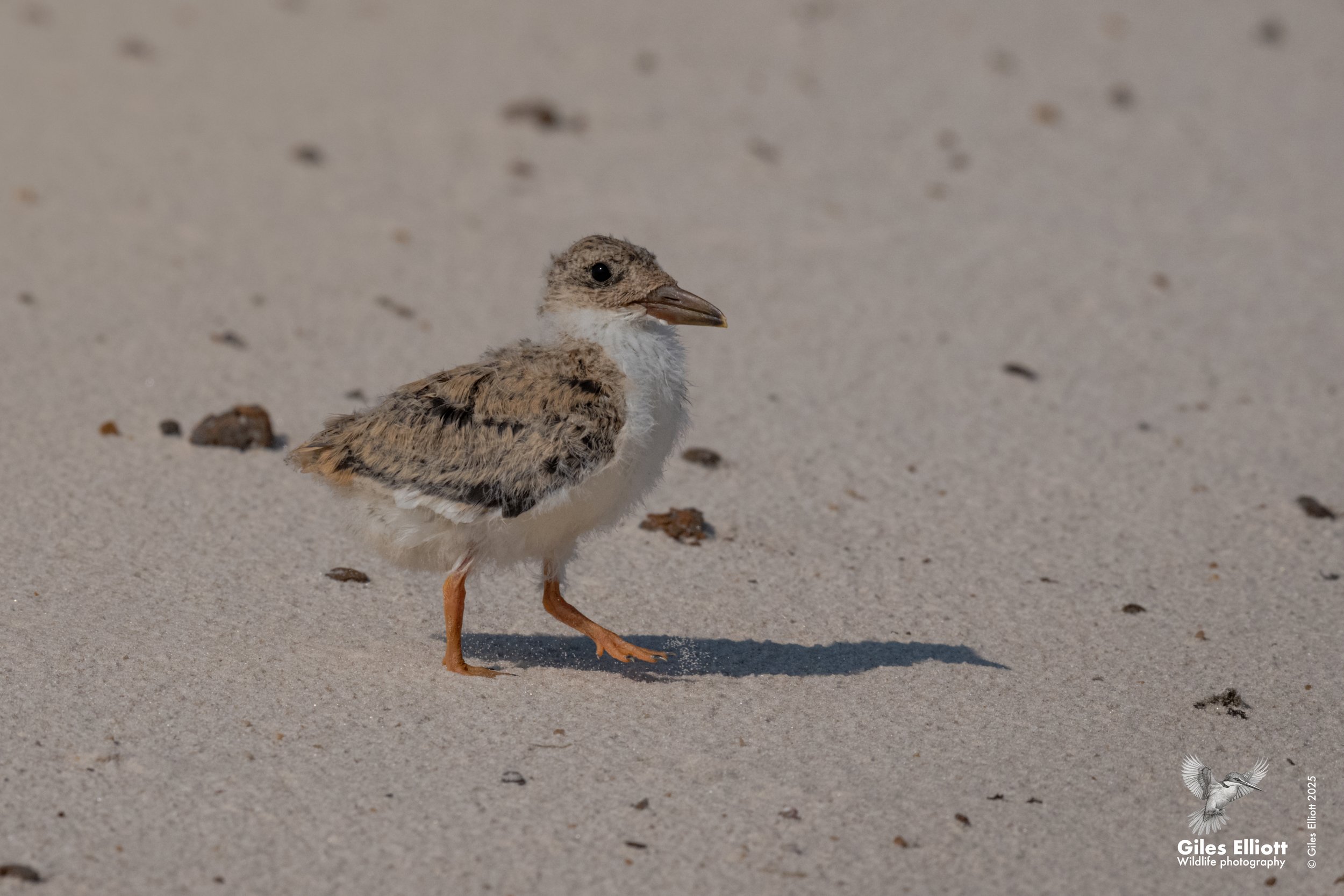 African skimmer