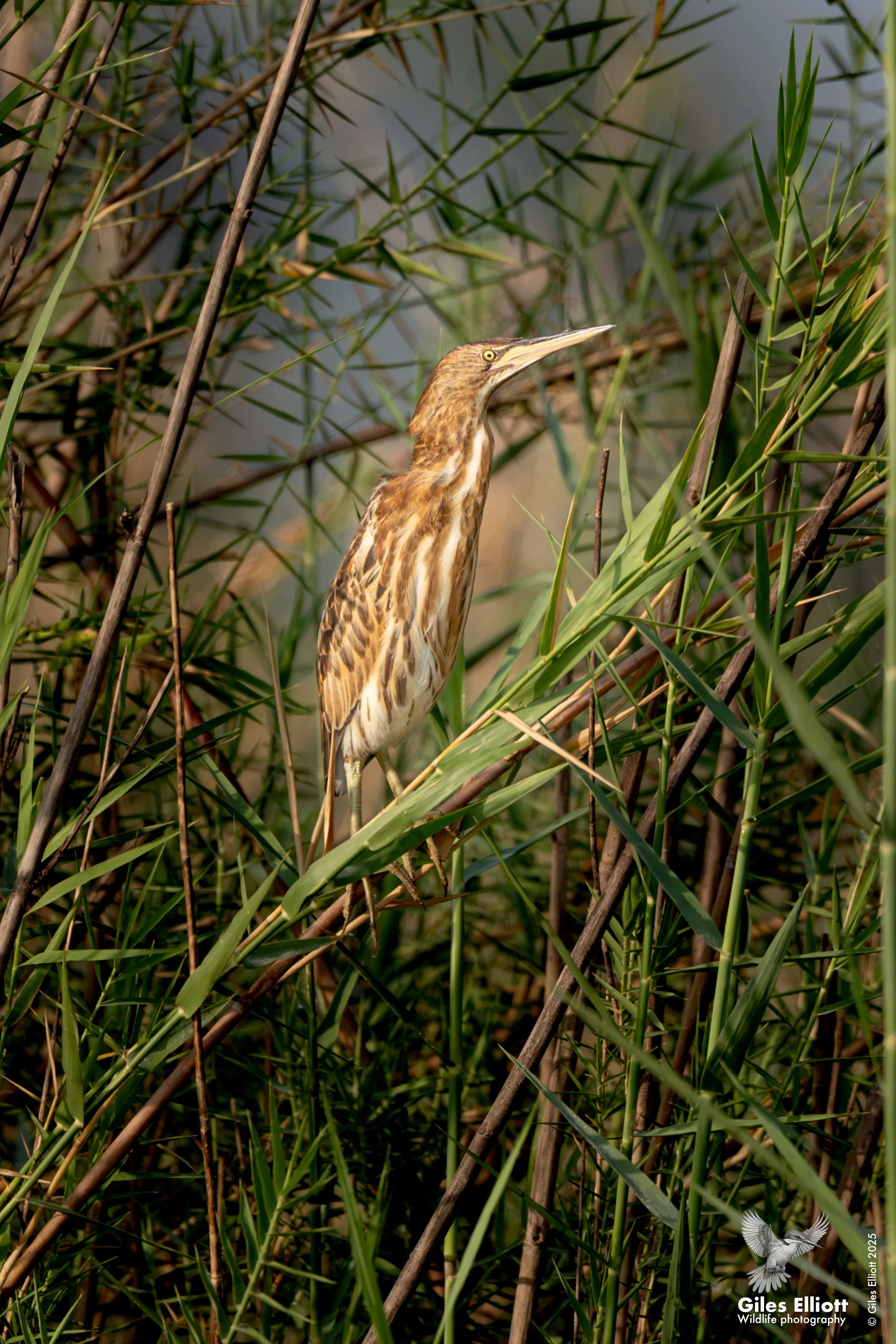 Little bittern