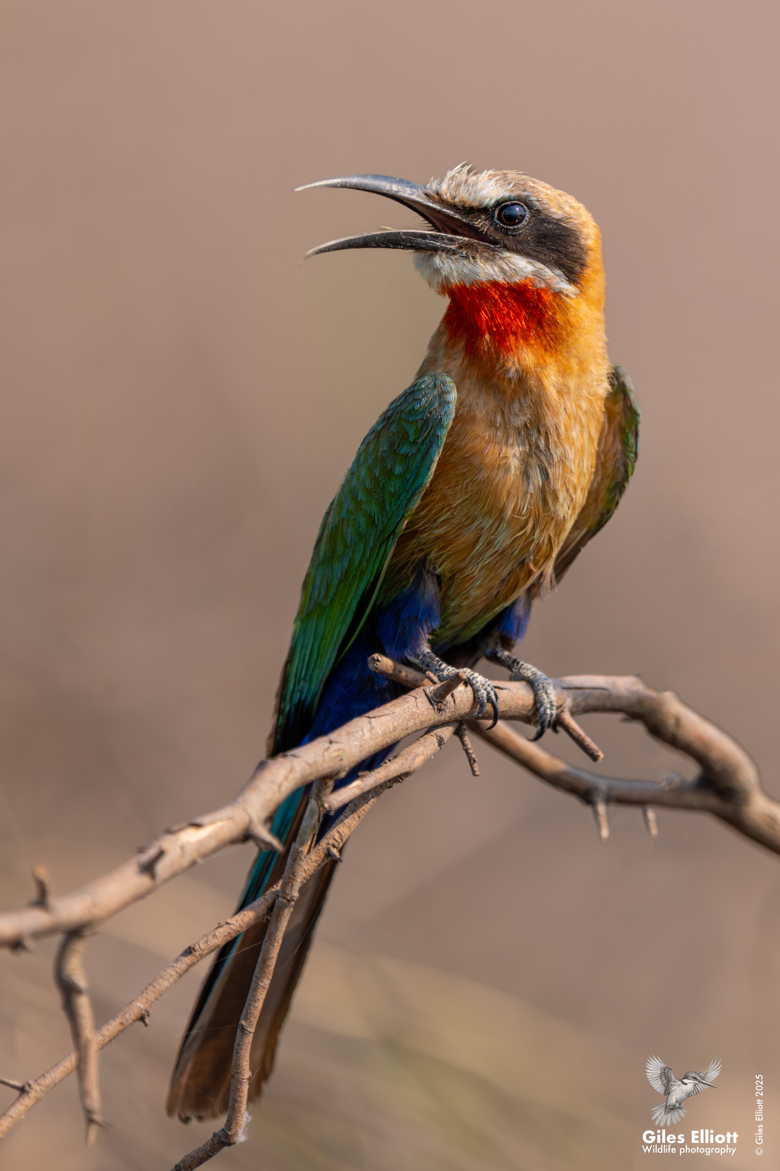White-frronted Bee-eater