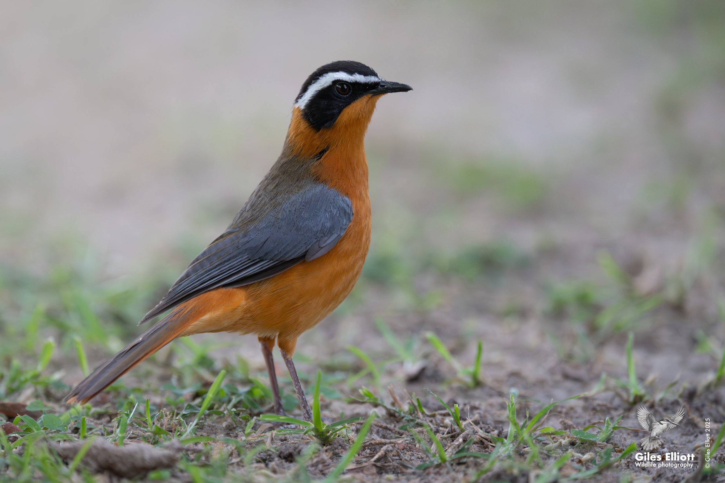 White-browed robin chat