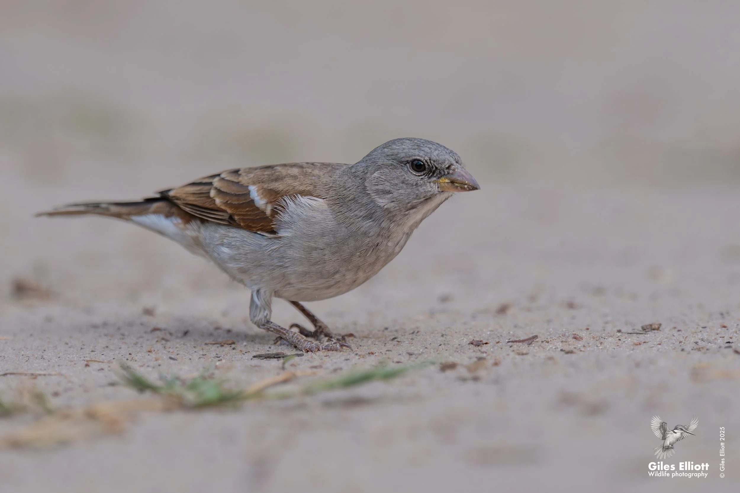 Grey headed sparrow