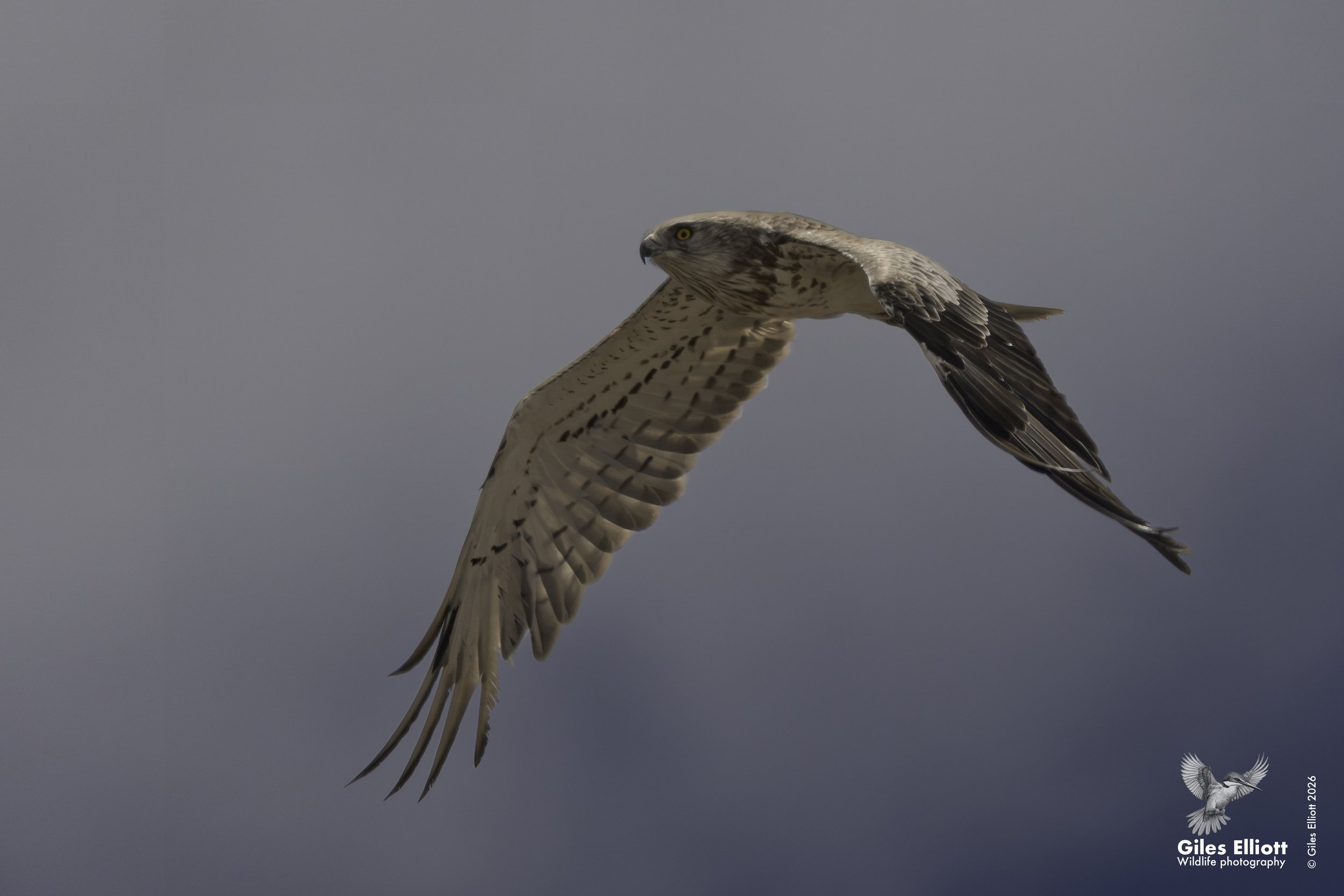 Short toed eagle