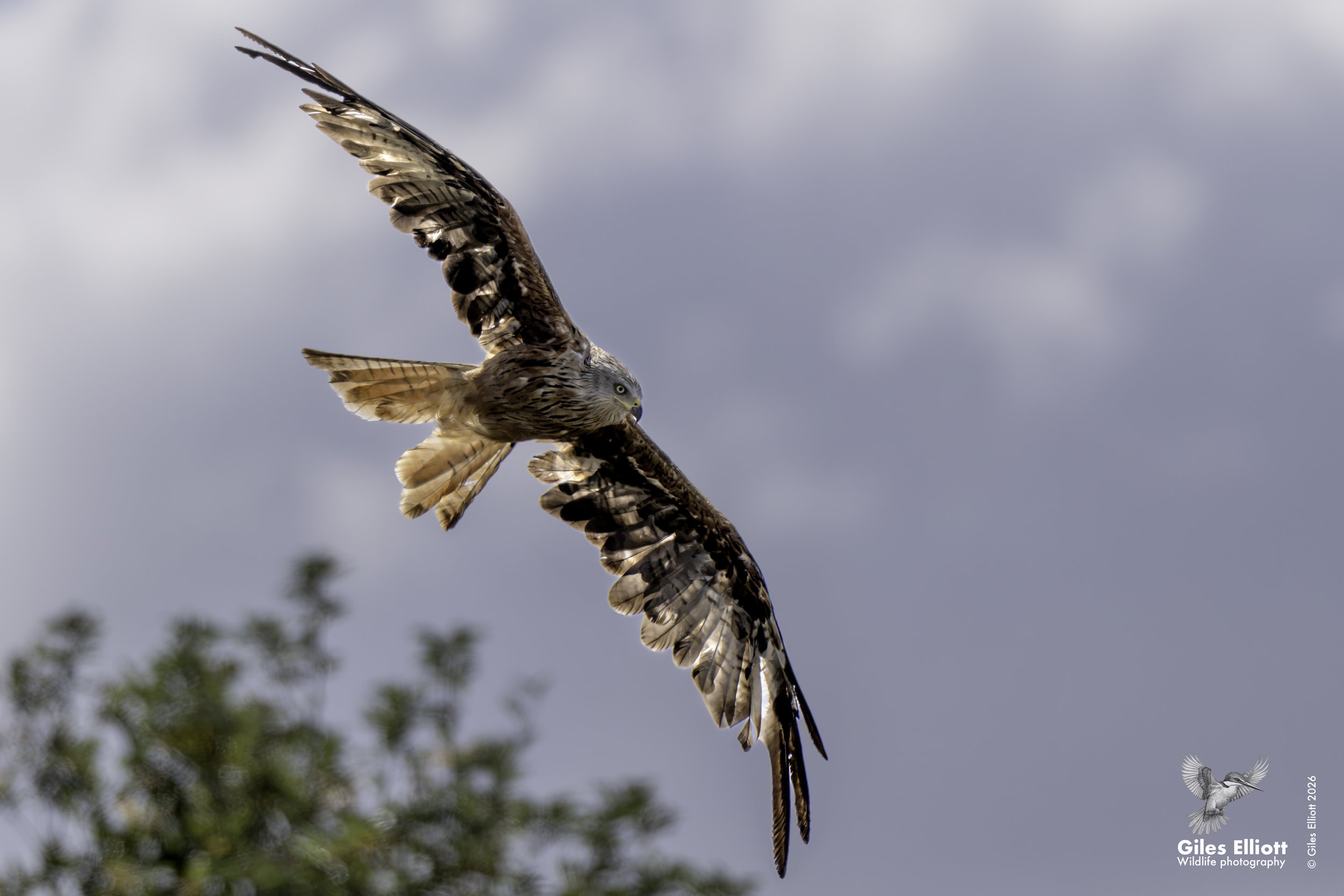 Red kite
