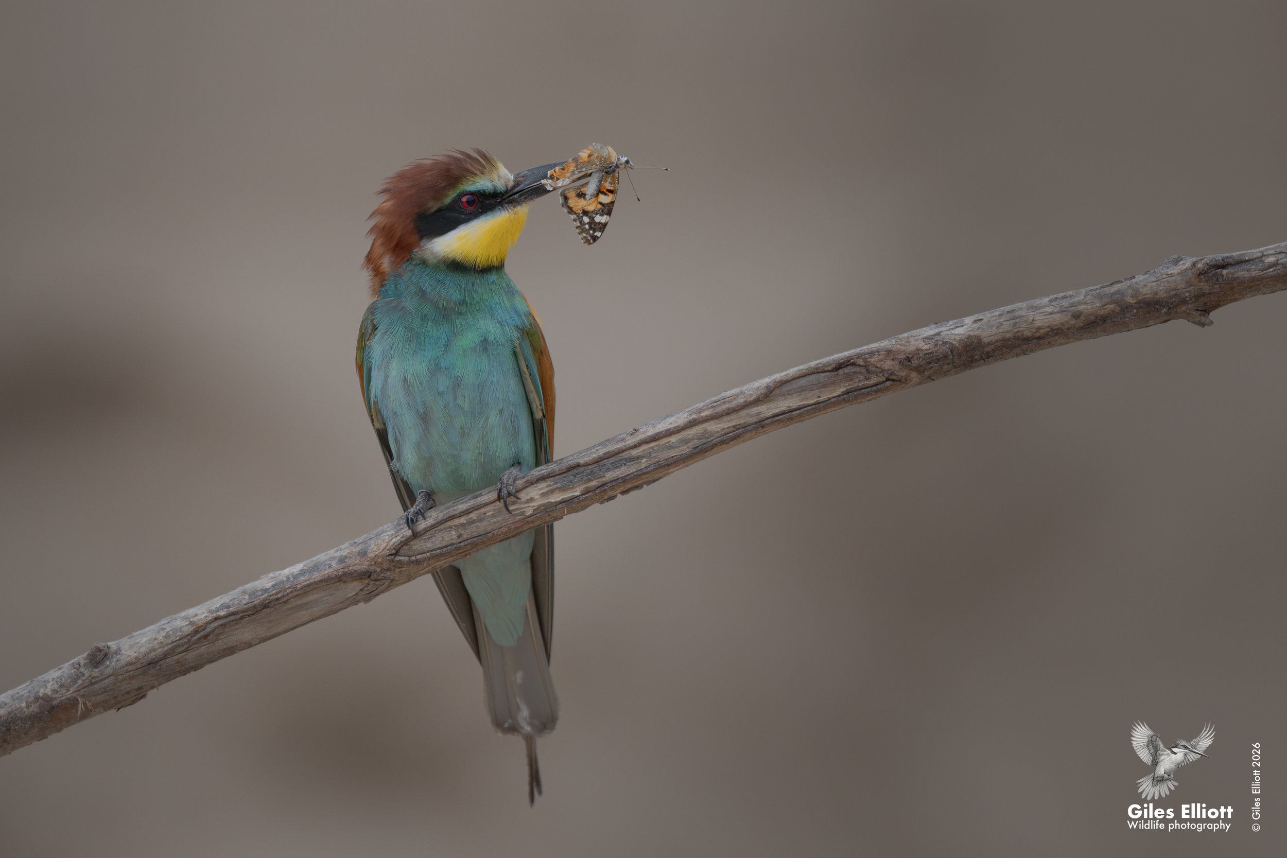 bee eaters 50.jpg