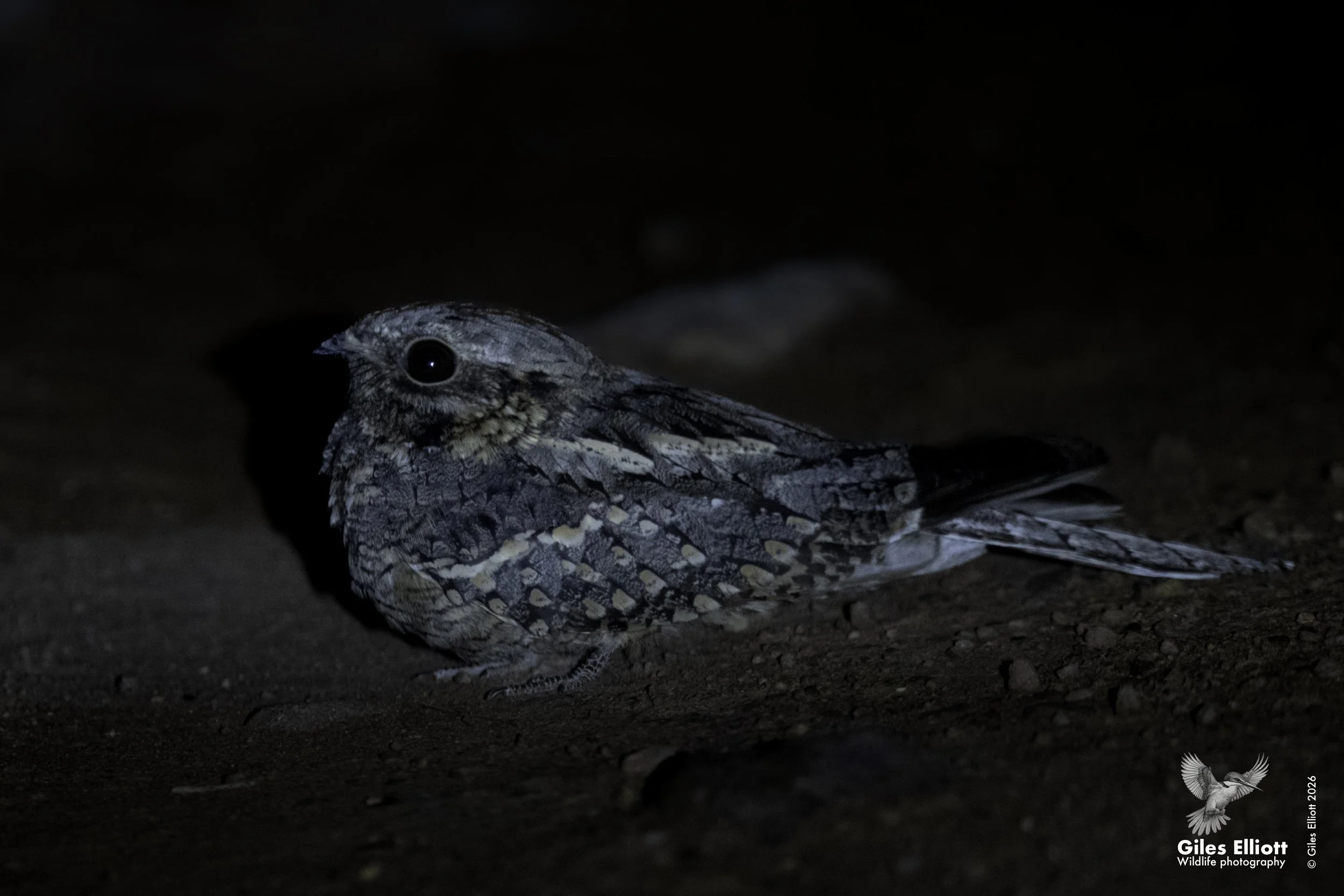 Nightjar