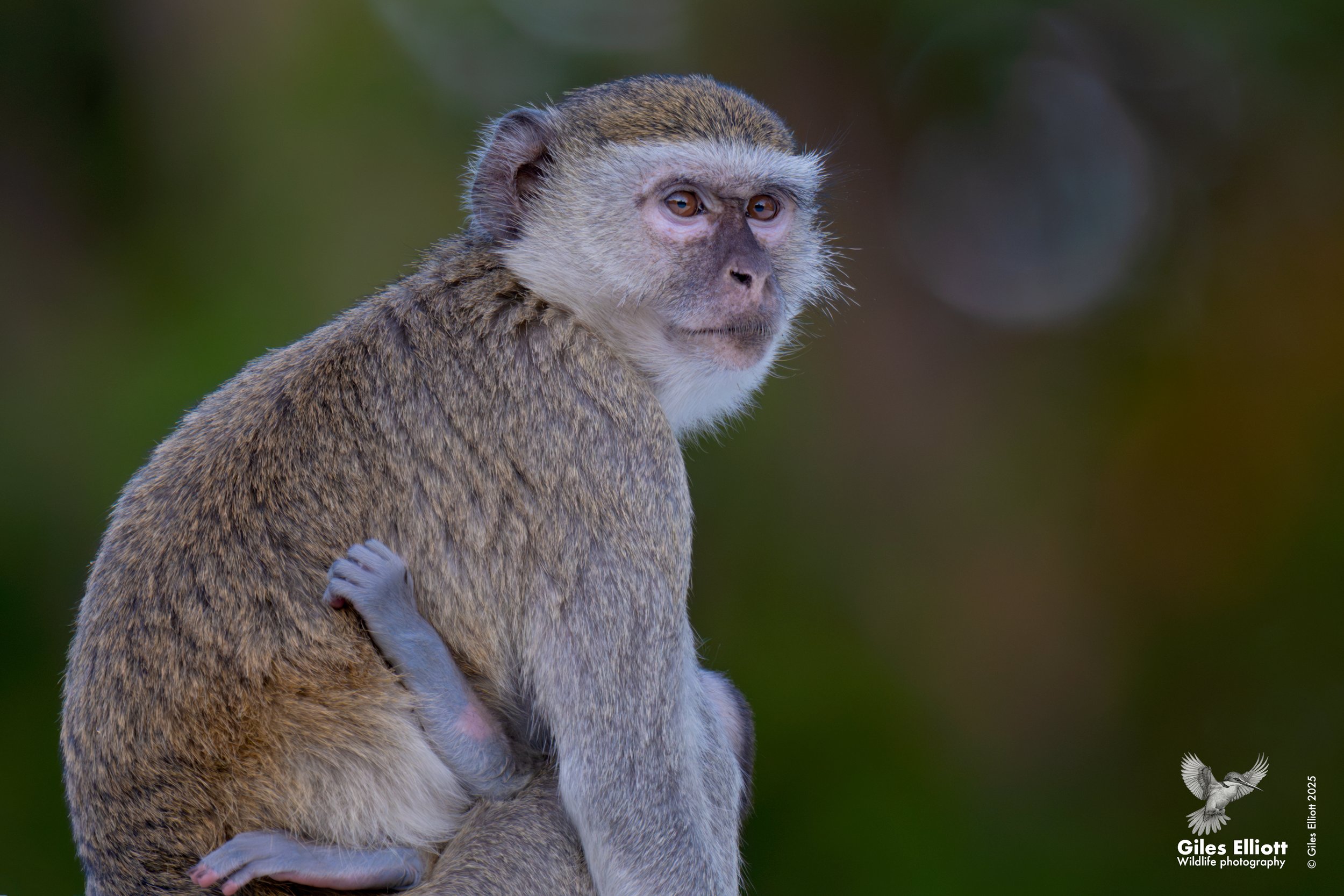 Vervet monkey