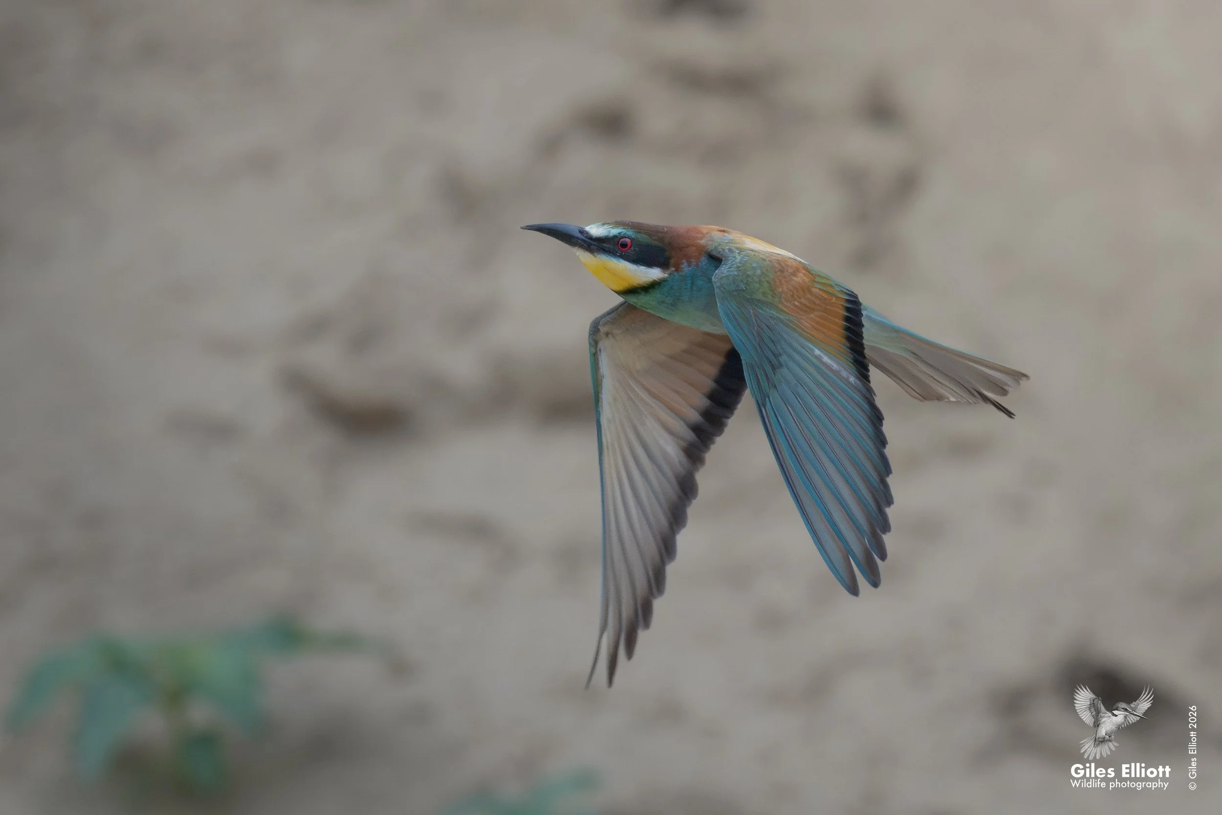 bee eaters 11.jpg