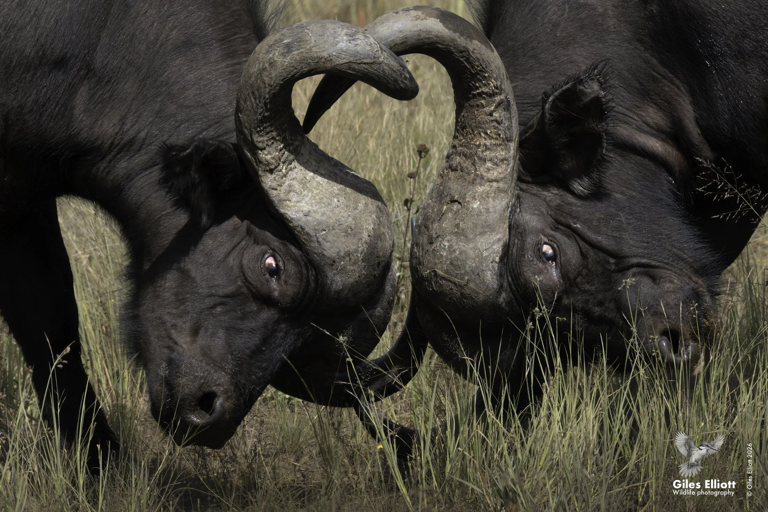 Cape buffalo