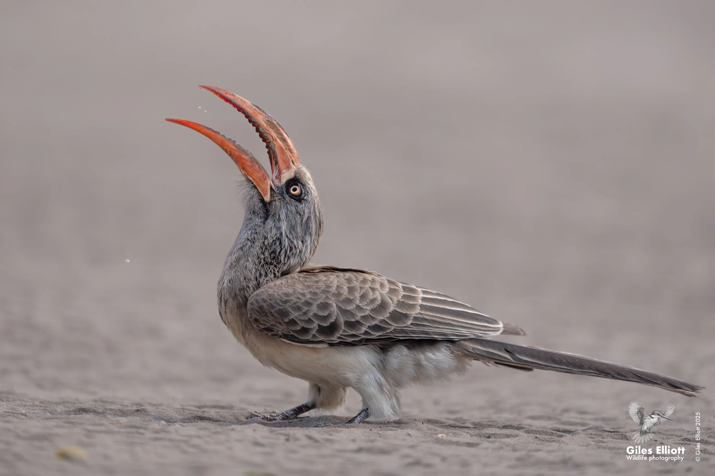 Southern Yellow-billed Hornbill