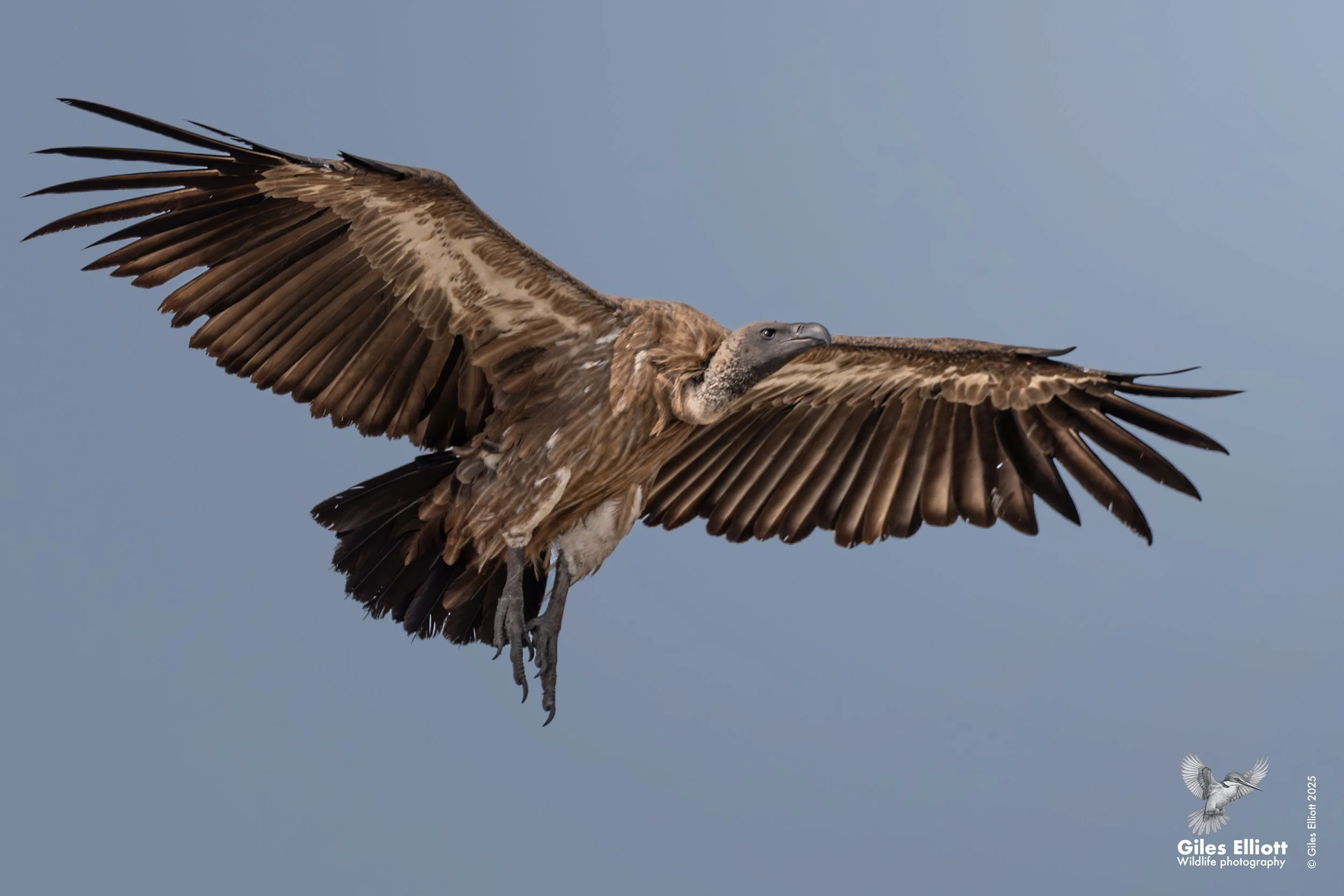 White-backed vulture