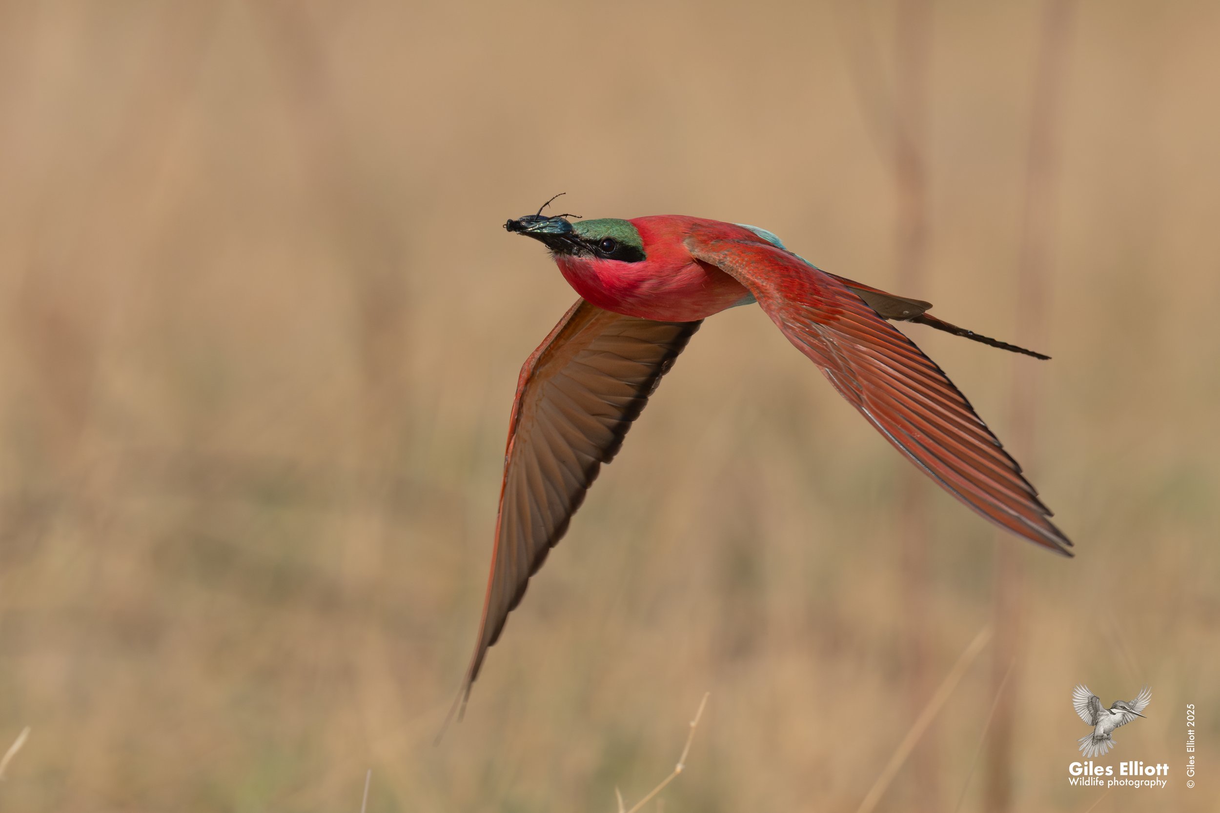 Southern Carmine Bee-eater