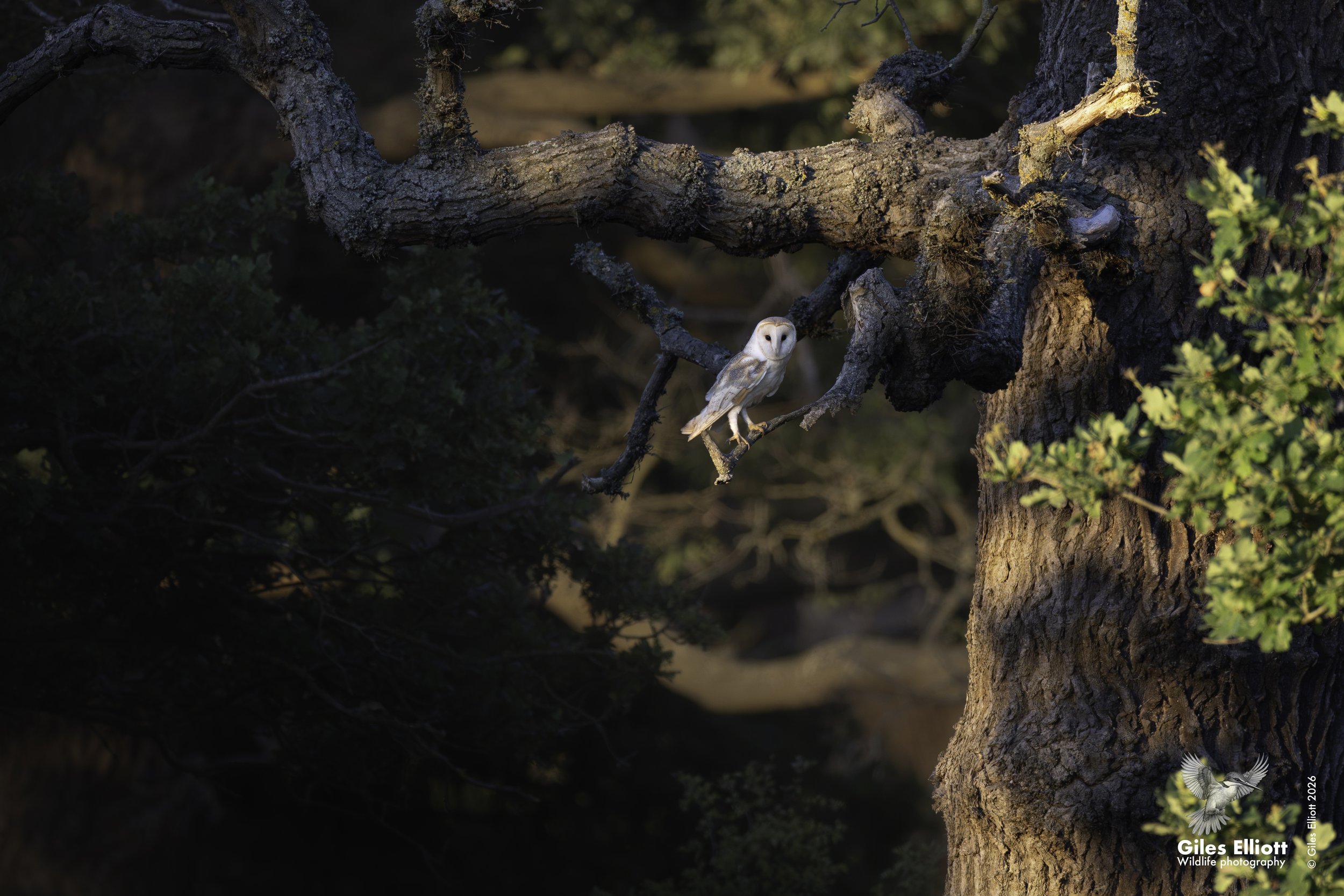 Barn owl