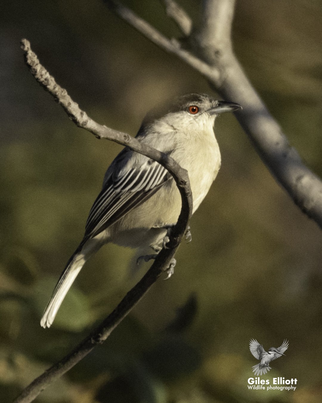 Black-backed puffback